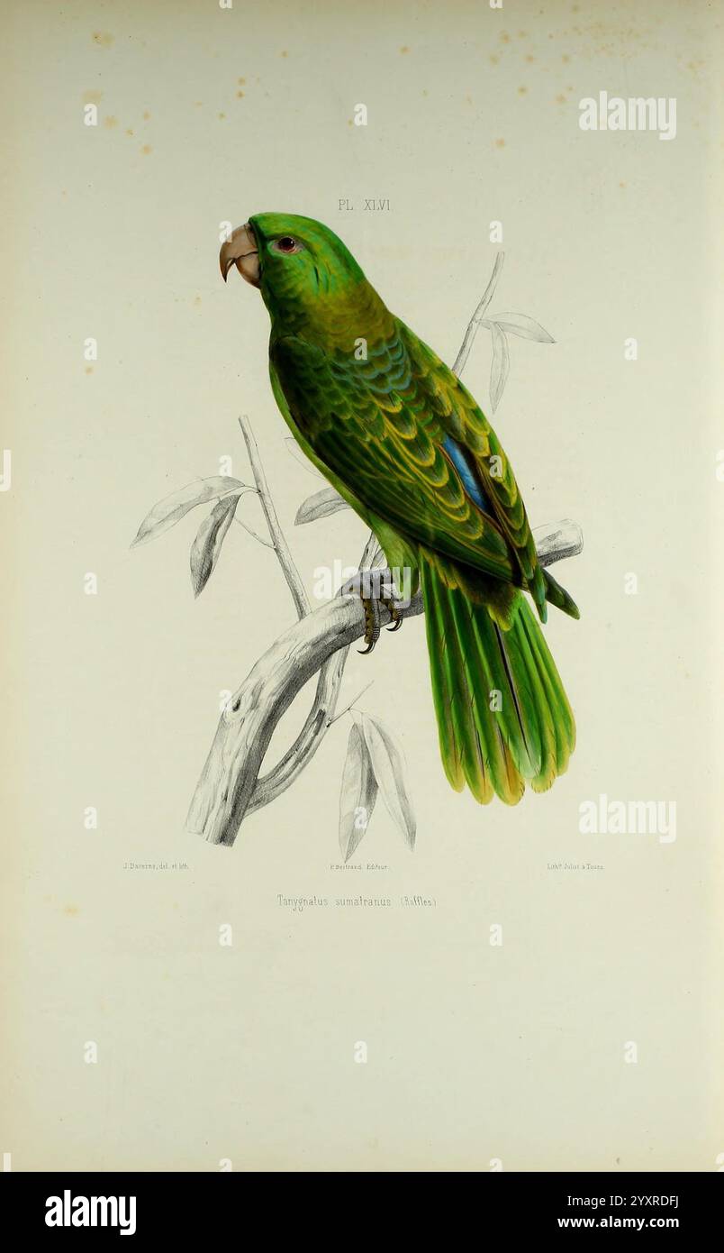 Iconographie des perroquets, Paris, P. Bertrand, 1857, Bird, Vögel, Papageien, Papageien, Bildwerke, beliebte Werke, Tanygnathus sumatranus, Papagei mit blauem Rücken, die Illustration zeigt einen leuchtend grünen Papagei, der auf einem schlanken Zweig thront und sein markantes Gefieder zeigt. Die Vogelfedern weisen einen Gefälle aus üppigem Grün auf, mit leichten Variationen, die ihre natürliche Schönheit unterstreichen. Sein Schnabel ist robust und leicht gewölbt, was seine Stärke anzeigt, während seine scharfen Augen Intelligenz und Neugier vermuten lassen. Das umgebende Laub deutet auf eine tropische Umgebung hin und bietet einen Kontext für die Ha des Papageiens Stockfoto