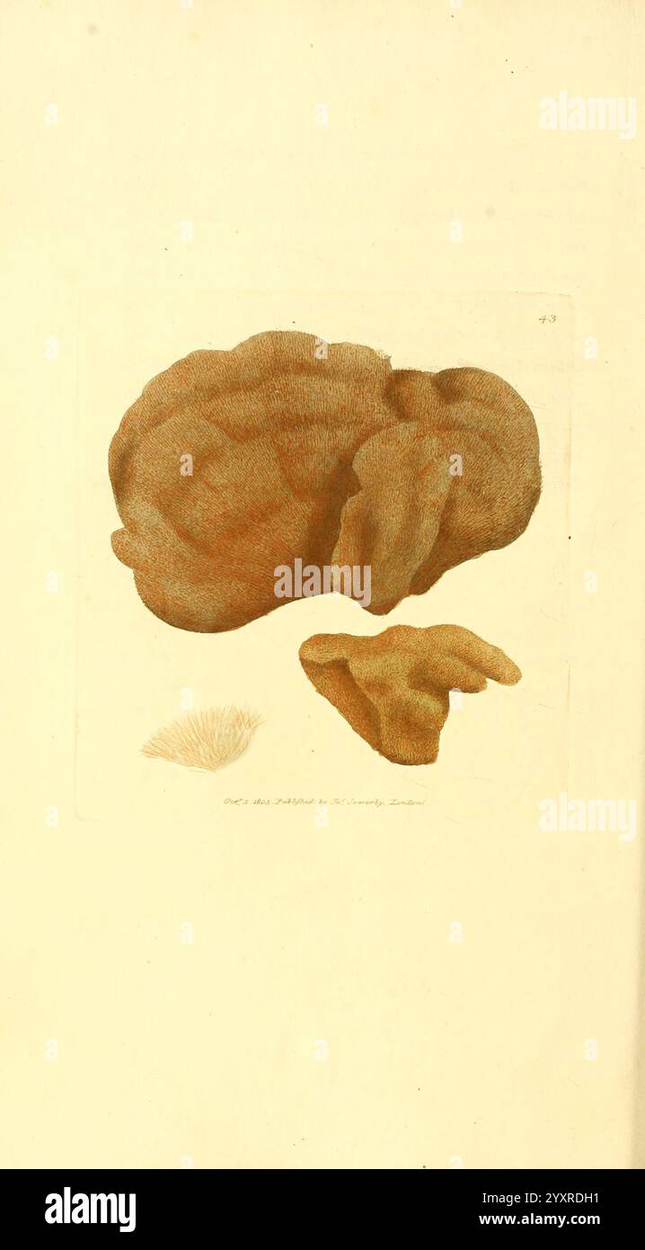 The British Miscellany, London, gedruckt von R. Taylor & Co, verkauft von J. Sowerby, von White, Johnson, Symonds und allen anderen Buchhändlern, 1806, Großbritannien, Bildwerke, Zoologie, James Sowerby, James Sowerby, Großbritannien, die Illustration zeigt zwei unterschiedliche Korallenformationen, die die komplizierten Texturen und organischen Formen zeigen, die in Meeresumgebungen üblich sind. Die größere Koralle weist eine zerklüftete, holprige Oberfläche auf, die an natürliche Felsformationen erinnert, während das kleinere Stück ein zarteres, flacheres Aussehen aufweist, das möglicherweise eine andere Art oder ein Fragment darstellt Stockfoto The British Miscellany, London, gedruckt von R. Taylor & Co, verkauft von J. Sowerby, von White, Johnson, Symonds und allen anderen Buchhändlern, 1806, Großbritannien, Bildwerke, Zoologie, James Sowerby, James Sowerby, Großbritannien, die Illustration zeigt zwei unterschiedliche Korallenformationen, die die komplizierten Texturen und organischen Formen zeigen, die in Meeresumgebungen üblich sind. Die größere Koralle weist eine zerklüftete, holprige Oberfläche auf, die an natürliche Felsformationen erinnert, während das kleinere Stück ein zarteres, flacheres Aussehen aufweist, das möglicherweise eine andere Art oder ein Fragment darstellt Stockfoto