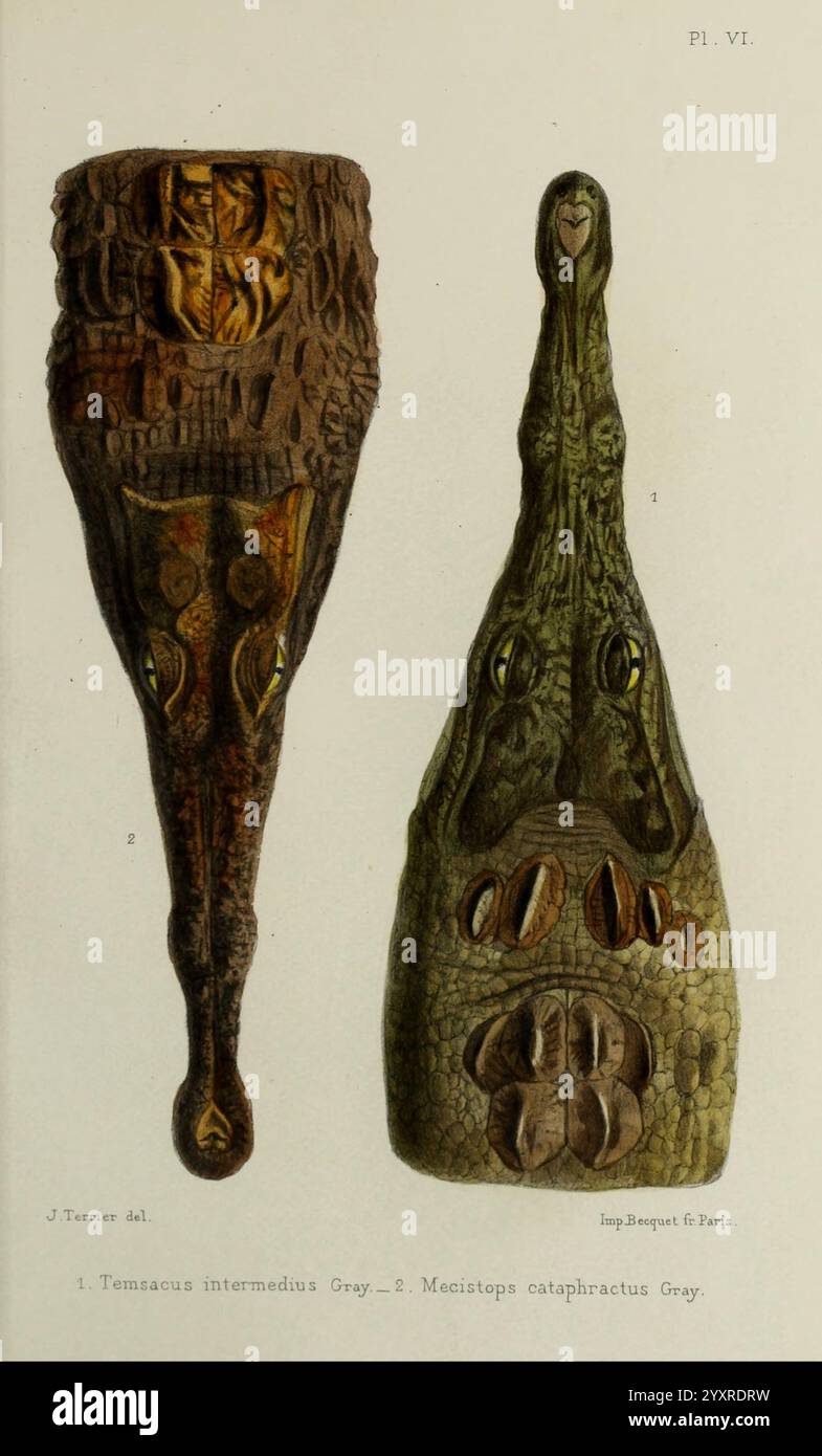 Faune de la Sénégambie Paris O. doin 1883-1887 Africa Senegambia Zoology Museum of Comparative Zoology, die Illustration zeigt eine detaillierte Untersuchung zweier verschiedener Arten von Wassertieren, die ihre einzigartigen Formen und Texturen zeigen. Auf der linken Seite ist eine bauchige, langgezogene Form mit komplizierten Mustern verziert, die eine reiche Farbgebung suggerieren und auf ihre anatomischen Merkmale hinweisen. Die rechte Seite zeigt eine schlankere, längere Kreatur, die sich durch ihre strukturierte Oberfläche und markante Öffnungen auszeichnet, die Sinnesorgane darstellen könnten. Beide Figuren werden präzise gerendert, wobei die hervorgehoben wird Stockfoto