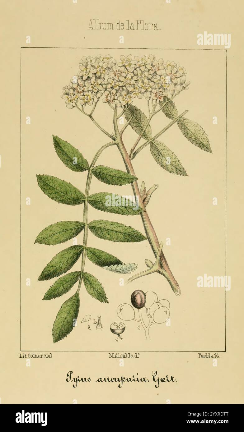 Album de la Flora me?Dico-Farmace?utica e? Industrie, Indi?gena y exo?tica Madrid, impr. De la Galeria literaria, 1862-64, Botanik, Wirtschaft, Heilpflanzen, Bildwerke, der Newyorkbotanicalgarden, Malcalde, die Illustration zeigt eine detaillierte Darstellung einer blühenden Pflanze, bekannt als „Eguis amaranthine“. Die Pflanze ist mit ihrem schlanken, aufrechten Stiel und zusammengesetzten Blättern zu sehen, wobei jedes Blatt aus mehreren paarweise angeordneten Blättern besteht. Die Blüten befinden sich oben am Stiel und weisen zarte weiße Blüten auf, die eine kugelförmige Form bilden. Neben den Blumen gibt es kleine Stockfoto