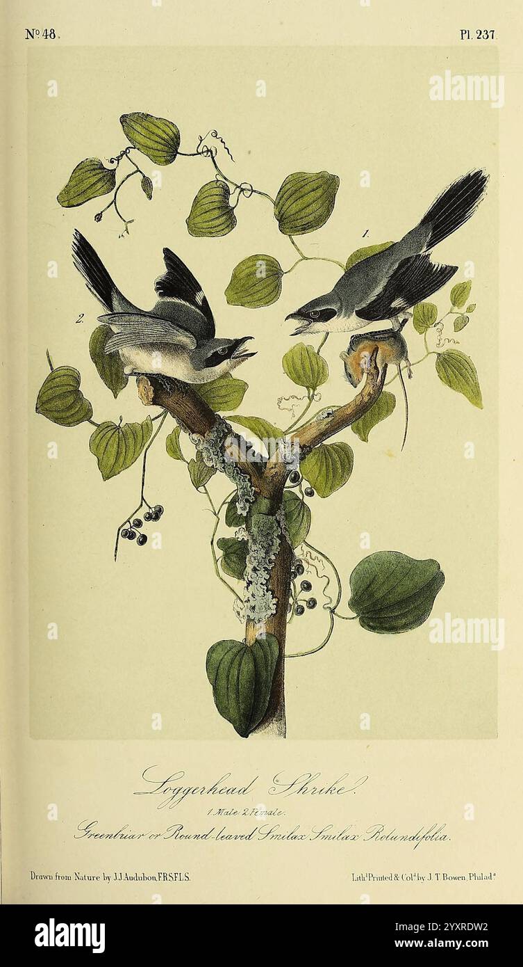 Die Vögel, von Amerika, New York, G.R. Lockwood, 1871, c1839, Birds, North America, Bilder, Werke, Schnäbel, Eine detaillierte Illustration mit zwei kleinen Vögeln, die auf einem Blattzweig thronen. Die Vögel sind mit unterschiedlichen Merkmalen dargestellt: Der eine ist nach links gerichtet mit leicht gespreizten Flügeln, die seine komplizierten Federmuster zeigen, während der andere nach rechts blickt und seinen Körper leicht abgewandt hat. Um sie herum sind aufwendig verarbeitete grüne Blätter und zarte Beeren, die zur natürlichen Umgebung beitragen. Die Komposition betont die harmonische Beziehung zwischen den Vögeln und ihrer Umgebung Stockfoto