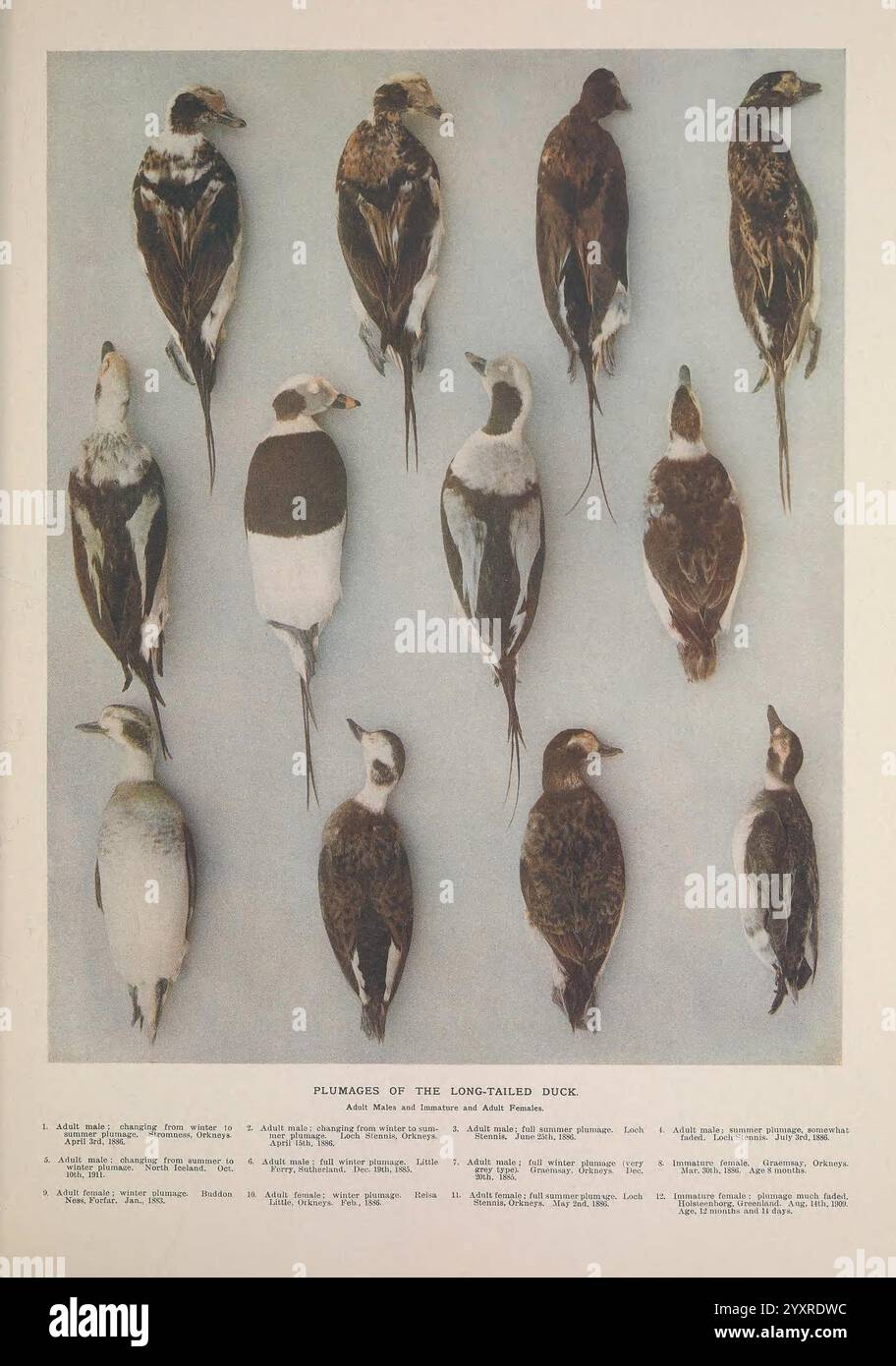 Britische Tauchenten London Longmans Green and Co. 1913 Birds Ducks Great Britain Pictorial Works, Eine Sammlung verschiedener Vogelexemplare, die in geordneter Weise angeordnet sind, um ihr Gefieder zu präsentieren. Jeder Vogel wird aus einer lateralen Perspektive dargestellt, wobei die komplizierten Details seiner Federn und Formen hervorgehoben werden. Die dargestellten Arten umfassen eine Vielzahl von Farben und Mustern, die die Unterschiede zwischen ihnen betonen. Unter den Exemplaren finden Sie informative Unterschriften, die Einzelheiten zu jedem Vogel enthalten, einschließlich ihrer wissenschaftlichen Namen, Lebensräume und bemerkenswerten Eigenschaften, die die Identifizierung erleichtern und erleichtern Stockfoto