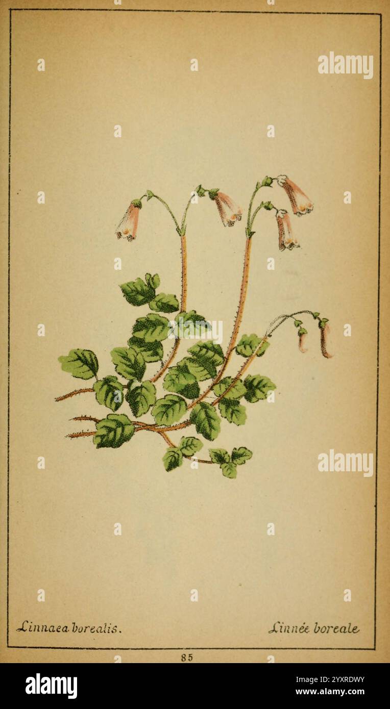 Choix de plantes de l'Europe centrale et particulièrement de la Suisse et de la Savoie Genève, F. Richard, 1878, Europa, Zentrum, Bildwerke, Pflanzen, Savoy, Frankreich und Italien, Schweiz, der New York Botanical Garden, Linnaea borealis, Eine zarte Illustration von Linnaea borealis, allgemein bekannt als Zwillingsblume, mit schlanken Stielen, die mit glockenförmigen rosa Blüten verziert sind. Die Blätter sind klein, gerundet und üppig, paarweise am Stiel angeordnet. Der Hintergrund zeigt die komplizierten Details der Pflanze und zeigt das anmutige Aussehen und die natürliche Schönheit dieser Waldart. Be Stockfoto