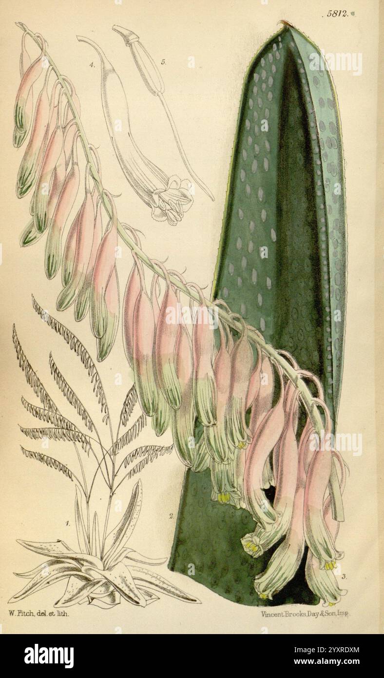 Curtis's Botanical Magazine London New York etc. Botanische Illustration Botanik Zeitschriften Bildwerke Pflanzen ornamental Curtis, die Illustration zeigt eine komplizierte Darstellung einer blühenden Pflanze, die durch längliche, röhrenförmige Blüten gekennzeichnet ist, die einen sanften Farbverlauf von Rosa- und Weißtönen aufweisen. Die dicken, fleischigen Blätter der Pflanze zeigen ein gesprenkeltes Muster, das ihren botanischen Reiz verstärkt. Im Hintergrund zeigen zusätzliche Skizzen die Details der Blüten und Blätter und heben die komplexe Struktur und das Wachstumsmuster der Pflanze hervor. Diese Kombination von Kunstfertigkeit veranschaulicht die Schönheit und die Schönheit Stockfoto