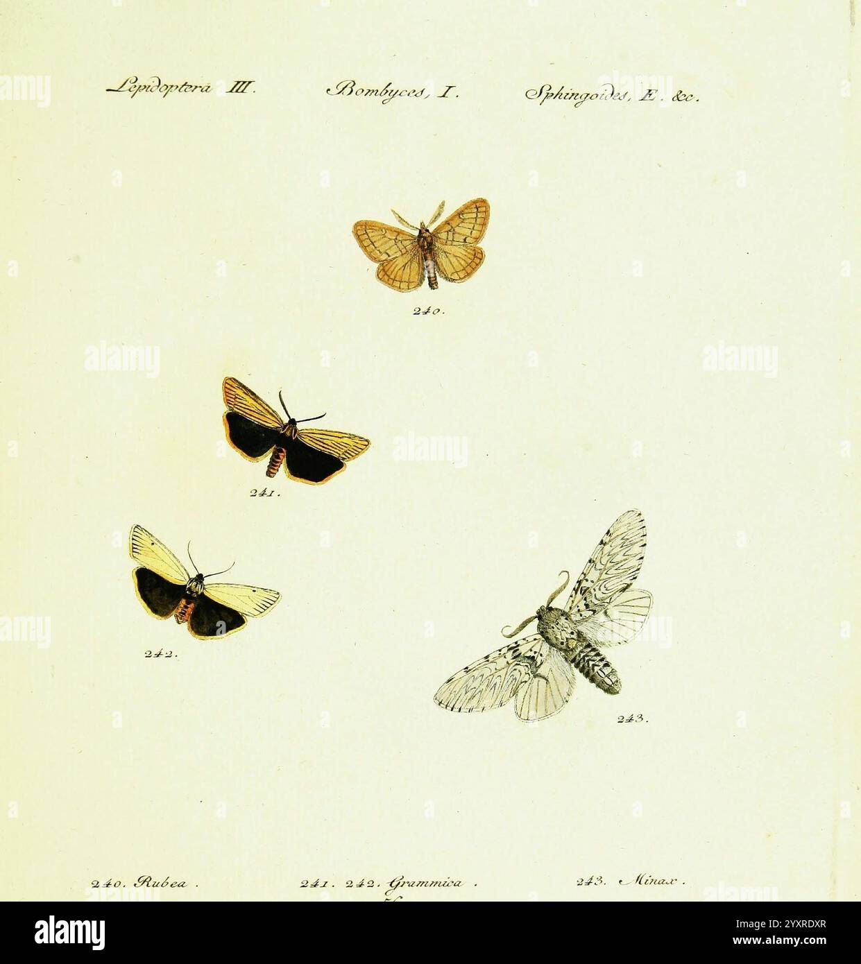 Hübner's Papilio S. l. S. n. 1796-1841 Lepidoptera, die Illustration zeigt eine Sammlung aufwändig detaillierter Schmetterlinge und Falter, die jeweils mit Zahlen gekennzeichnet sind, die ihrer Klassifizierung entsprechen. Zu den bekanntesten Arten gehören leuchtende Falter mit unterschiedlichen Flügelmustern und Farben, die um eine größere Falter angeordnet sind. Die Komposition zeigt am unteren Rand ein übersichtliches Diagramm mit taxonomischen Details wie Familien, Habitate und Sammleranmerkungen, was die akribische Natur entomologischer Studien im späten 19. Jahrhundert widerspiegelt. Stockfoto