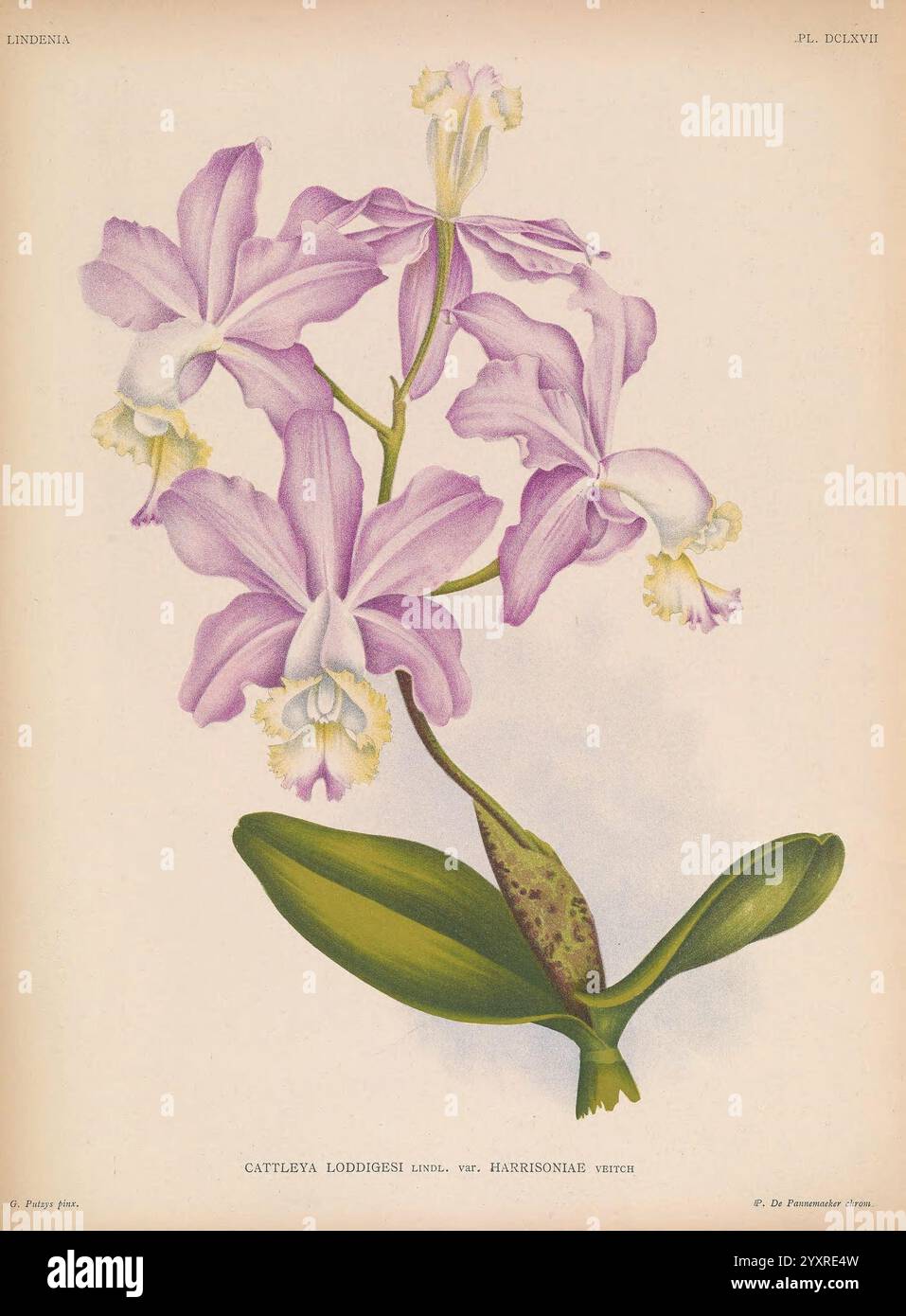 Lindenia Gand [Belgien] Impr. F. Meyer-van Loo 1885-1906 Orchideen Orchidaceae Identifikationsführer Klassifizierung Nomenklatur Terminologie Bildwerke Nomenklatur beliebte Blumen Blätter Stiele, die Illustration zeigt die exquisite Cattleya Loddigesii, eine faszinierende Orchidee, die für ihre auffälligen Blüten bekannt ist. Die Blüten sind elegant geformt mit weichen Blütenblättern in Flieder- und Weißtönen, die zarte Schönheit ausstrahlen. Jede Blüte zeigt komplizierte Details, darunter Rüschenkanten und eine markante Lippe, die ein Gefühl von Tiefe und Textur schafft. Unter den Blüten bilden üppig grüne Blätter eine vibra Stockfoto