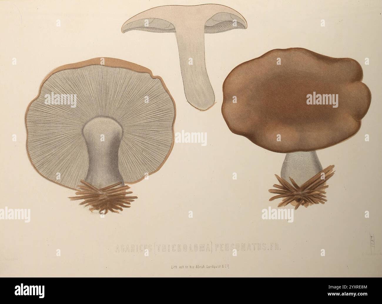 Sveriges, ätliga, och, giftiga, svampar, Tecknade, efter, naturen, Under, Ledning, Stockholm, P. A, Norstedt, &, söner, kongl, Boktryckare, 1861-[69], Pilze, pathogen, Pilze, Schweden, Pilze, die Abbildung zeigt eine Gruppe von Pilzen, die ihre einzigartigen Strukturen und Details hervorheben. Zu den zentralen Merkmalen gehört eine breite, kuppelförmige Kappe mit glatter Oberfläche und dunklerem Rand, begleitet von einem schlankeren, aufrechten Stiel. Ein weiterer Pilz auf der linken Seite zeigt eine spitzere Kappe mit Kiemen darunter, während der rechte eine ausgeprägte Textur und Form aufweist. Die akribische l Stockfoto