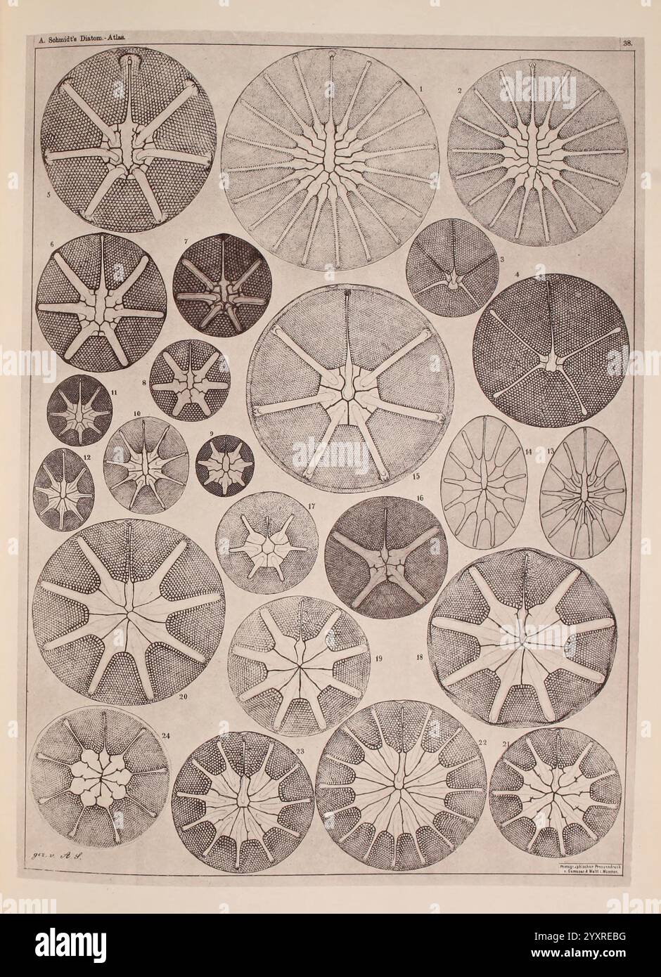 Atlas der Diatomaceen-Kunde, Leipzig, O.R. Reisland, 1874-19, Atlanten, Bacillariophyceae zeigt die Illustration eine Reihe komplizierter, kreisförmiger Formen, von denen jede ein einzigartiges Muster zeigt, das Starburst oder Blumenmuster ähnelt. Die Kreise variieren in Größe und Komplexität und zeigen unterschiedliche Texturen und strukturelle Details, die von einem zentralen Punkt aus ausstrahlen. Die Anordnung erscheint methodisch und betont die geometrische Schönheit jeder Form. Diese visuelle Sammlung kann wissenschaftliche Studien an natürlichen Exemplaren darstellen, die sich wahrscheinlich auf die Klassifizierung und Morphologie von Meereslebewesen oder geologischen Tieren konzentrieren Stockfoto