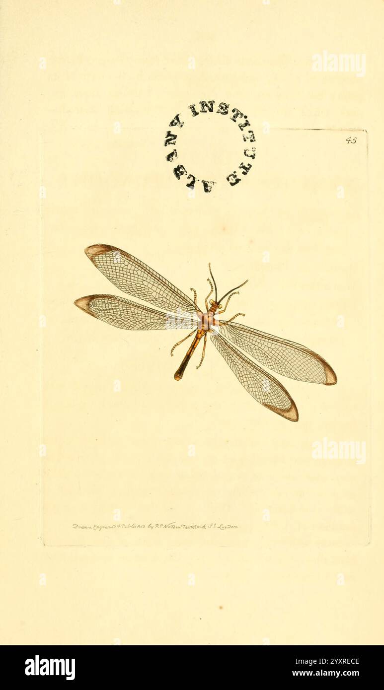 Die zoologische Verschiedenheit London, gedruckt von B. McMillan für E. Nodder & Son und verkauft von allen Buchhändlern, 1814–1817, Bildwerke, Zoologie, Eine detaillierte Illustration eines geflügelten Insekts, mit seinen zarten, durchscheinenden Flügeln, die mit feinen Adern verziert sind. Der Körper des Insekts ist schlank und lang und hat einen goldenen Farbton, der sich von den detailverliebten Flügeln abhebt. Die Illustration wird von einem Stempel einer Institution begleitet, was auf ihre Bedeutung für entomologische Studien hindeutet. Der Hintergrund ist schlicht und lässt die komplizierten Merkmale des Insekts auffallen, Emph Stockfoto