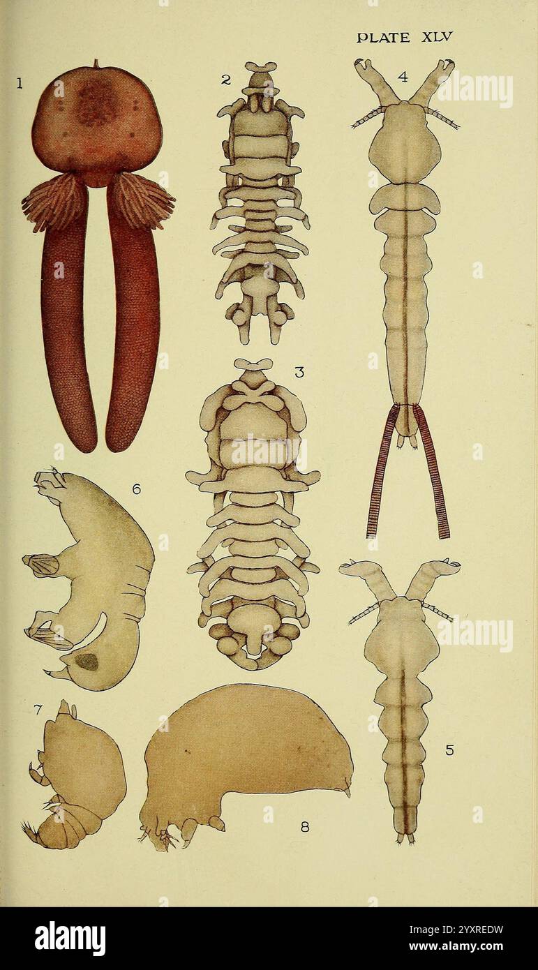 The, British, Parasitic, Copepoda, London, 1913, Großbritannien, Parasiten, Fische, Krustentiere, Copepoda, diese Illustration zeigt eine Reihe von anatomischen Zeichnungen, die verschiedene Stadien oder Formen eines bestimmten Organismus detailliert darstellen. Die Etiketten zeigen unterschiedliche Teile an, wobei die Nummern den umrissenen Merkmalen entsprechen. Stockfoto