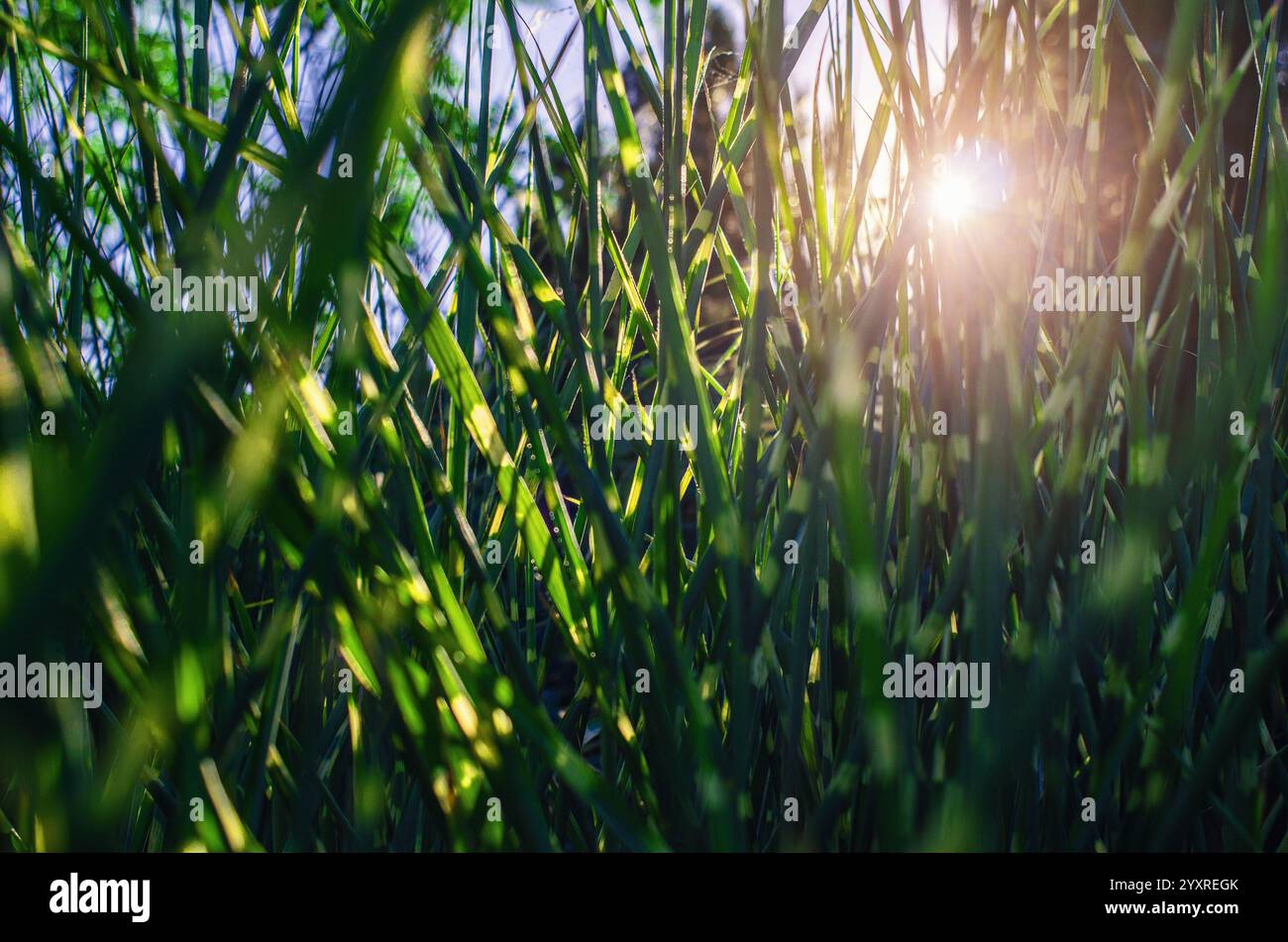 Sonnenstrahlen brechen durch grünes Gras. Langes natürliches grünes Gras unter Sonnenlicht. Sommer-Bildschirmschoner Stockfoto