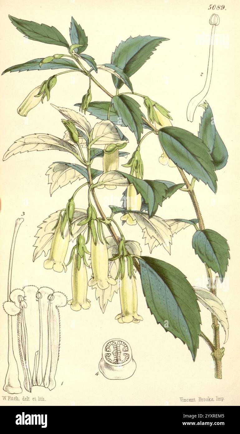 Curtis's Botanical Magazine, London, New York usw. Botanische Illustration, Botanik, Zeitschriften, Bildwerke, Pflanzen Dekorativ, Curtis, Eine botanische Illustration, die eine blühende Pflanze zeigt, die sich durch längliche, röhrenförmige Blüten auszeichnet, die zart am Stiel hängen. Die Pflanze ist mit breiten, gezackten Blättern dargestellt, die ihr üppiges Laub hervorheben. Die Hauptdarstellung wird durch detaillierte Darstellungen der Fortpflanzungsstrukturen der Pflanze ergänzt, einschließlich der Staubblätter und eines Querschnitts der Blüte. Diese Darstellung betont die komplizierte Anatomie und Schönheit der Spezies, indem sie Bot einfängt Stockfoto