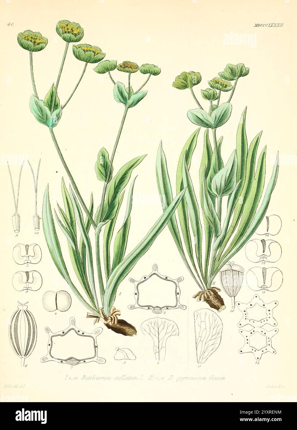 Icones Florae Germanicae et Helveticae simul Pedemontanae Tirolensis Istriacae Dalmaticae Austriacae Hungaricae Transylvanicae Moravicae Borussicae Holsaticae Belgicae Hollandicae ergo Mediae Europae Lipsiae F. Hofmeister etc. 1834-1912 v. 1, 1850 Europa Bildwerke Pflanzen, botanische Illustration, die ein Paar blühender Pflanzen mit leuchtend grünen Blättern und gelb-grünen Blüten zeigt. Die Pflanzen werden detailliert dargestellt, wobei ihre einzigartigen Strukturen hervorgehoben werden. Die Hauptdarstellung wird mit anatomischen Skizzen versehen, die verschiedene Teile der Pflanzen, einschließlich Blumen, Stiele, A, veranschaulichen Stockfoto