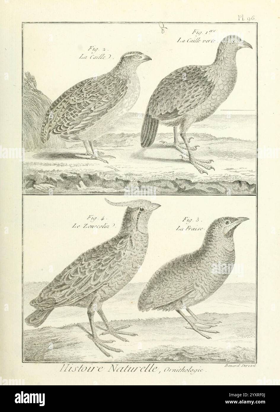 Tableau, encyclopédique, et, méthodique, des, trois, règnes, de, la, Nature, A, Paris, Chez, Mme, veuve, Agasse, 1823, Vögel, Bilder, Werke, eine Illustration mit vier verschiedenen Vogelarten, die jeweils detailliert und realistisch dargestellt werden. Oben links zeigt La Caille, bekannt für sein unverwechselbares Gefieder, während oben rechts La Perdrix, bekannt für seinen robusten Körper, dargestellt wird. Unten links zeigt Le Tesser, gekennzeichnet durch seine einzigartige Form und Markierungen, und unten rechts zeigt Le Poulet, bekannt für seine abgerundete Form. Jeder Vogel ist stehend in A dargestellt Stockfoto