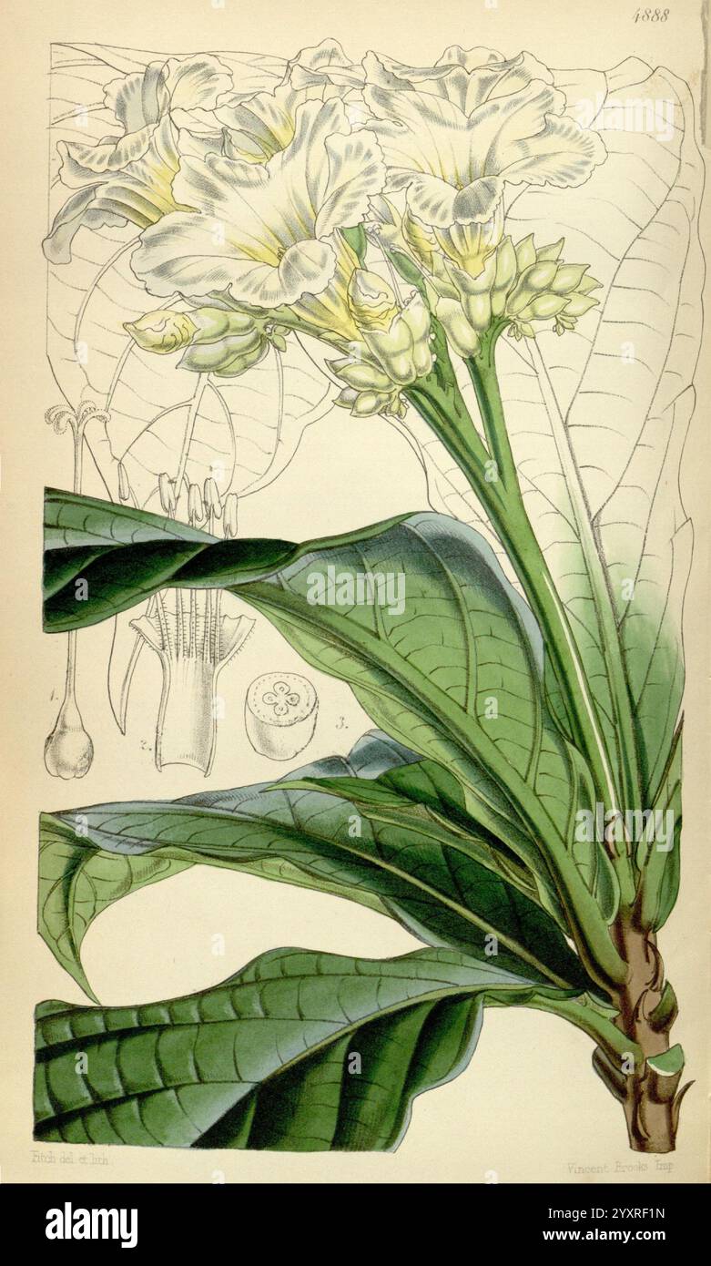 Curtis's Botanical Magazine, London, New York, Botanik, Zeitschriften, Pictorial Works, Curtis, Walter Hood Fitch, Cordia Superba, eine komplexe botanische Illustration zeigt eine blühende Pflanze mit einer Gruppe von zarten weißen Blüten, die sich allmählich zwischen üppig grünen Blättern öffnen. Die Blüten, die sich durch ihre kunstvolle Form und weiche Textur auszeichnen, werden durch mehrere enge Knospen ergänzt, die auf ihre allmähliche Blüte hinweisen. Detaillierte Darstellungen der Blätter zeigen komplizierte Venenmuster, was die natürliche Schönheit der Pflanze unterstreicht. Zusätzliche Anmerkungen und Teile der Blume, einschließlich detaillierter s Stockfoto