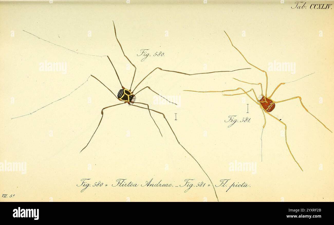 Die Arachniden, Nürnberg, in der C. H. Zeh'schen Buchhandlung, 1831–1848, Arachnida, zeigt die Abbildung zwei unterschiedliche Spinnenarten, die mit komplizierten Details dargestellt werden, die ihre einzigartigen Eigenschaften betonen. Die Spinne an der Spitze hat lange Beine und einen rötlichen Farbton, während die Spinne unten einen auffälligen schwarzen Körper mit gelben Markierungen hat. Beide Proben sind durch feine Linien miteinander verbunden, die ihre anatomischen Strukturen und ihre Position hervorheben und eine klare Referenz für die Identifizierung im entomologischen Kontext bieten. Der umgebende Text verweist auf die Figuren und zeigt ihre Klassifikation an Stockfoto
