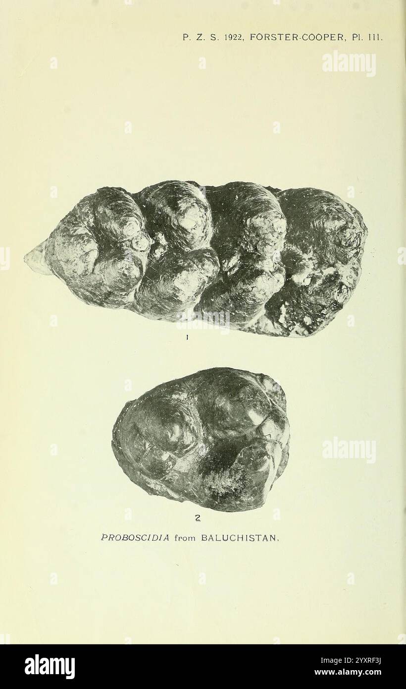 Das Bild zeigt zwei fossile Exemplare der Art Proboscidia, die aus Baluchistan stammen. Das obere Exemplar weist eine markante, abgerundete Struktur mit ausgeprägten Graten auf, während das untere Exemplar eine länger gestreckte Form mit leicht unregelmäßiger Oberfläche zeigt. Beide Exemplare sind für paläontologische Studien von Bedeutung, was die antike Vielfalt großer Säugetiere hervorhebt. Die Nummerierung unter den einzelnen Exemplaren deutet darauf hin, dass sie Teil einer formellen Studie oder Publikation waren, was ihre Scie unterstreicht Stockfoto
