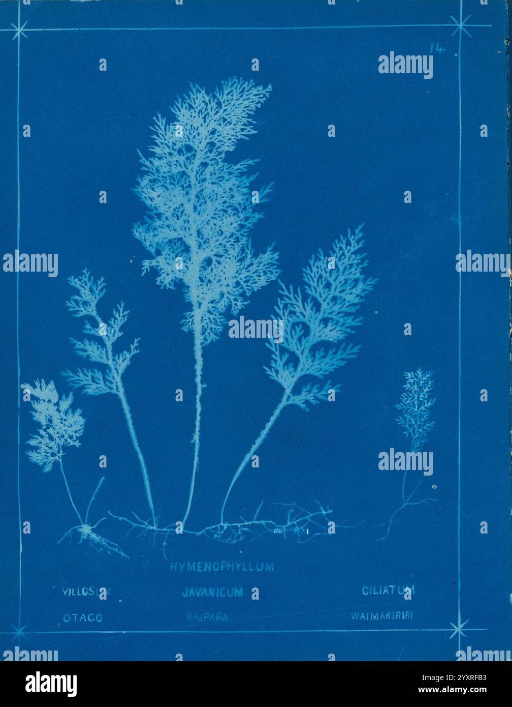 Neuseeland Farne Auckland, Neuseeland, Dobbie, H. B, 1880, Botanik, Botanik-Bildwerke, Farns Neuseeland, Farns Neuseeland Bildwerke, Naturdrucke Neuseeland, Neuseeland, seltene Bücher des 19. Jahrhunderts, Auckland war Memorial Museum Tāmaki Paenga Hira, das Kunstwerk zeigt eine komplexe botanische Studie mit drei verschiedenen Arten des Hymenophyllum Farns. Jedes Exemplar ist elegant gerendert und hebt ihre zarten Fronden und einzigartigen Strukturen hervor, die als Hymenophyllum villosum, Hymenophyllum javanicum und Hymenophyllum ciliatum identifiziert werden. Die Komposition betont das f Stockfoto
