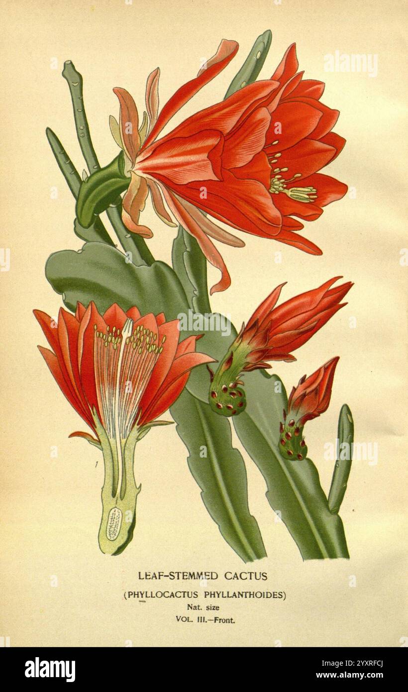 Lieblingsblumen von Garten und Gewächshaus, London und New York, Frederick warne & Co, 1896-97, Frankreich, 19. Jahrhundert, Icons, Blumenzucht, Chromolithographie, Pflanzen ornamental, Disocactus phyllanthoides, Eine detaillierte Illustration zeigt den blattstieligen Kaktus, wissenschaftlich bekannt als Phyllocactus phyllanthoides. Die leuchtend roten Blüten werden zusammen mit den charakteristischen grünen Stängeln des Kaktuss hervorgehoben. Mehrere Knospen sind ebenfalls abgebildet, die auf den Fortpflanzungszyklus der Pflanze hinweisen. Unten zeigt das Etikett die natürliche Größe an und verweist auf die Volumenanzahl der botanischen Sammlung Stockfoto