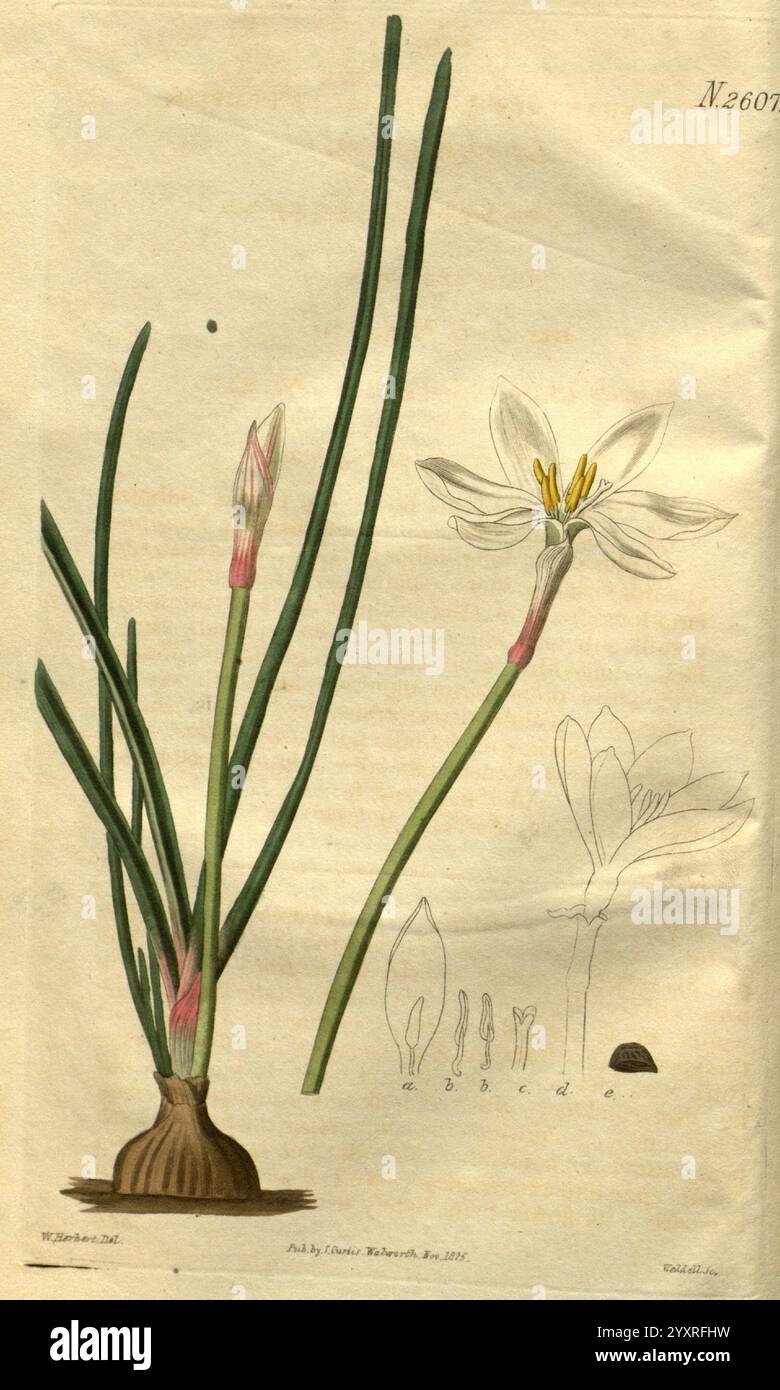 Curtis's Botanical Magazine London New York etc. Botanische Illustration Botanik Zeitschriften Bildwerke Pflanzen ornamental Curtis, Eine botanische Illustration, die eine blühende Pflanze mit schlanken grünen Stielen und zarten weißen Blüten mit gelben Staubblättern in ihrer Mitte zeigt. Die Komposition enthält detaillierte Skizzen der Anatomie der Pflanze: Die bauchige Basis, einzelne Blütenstadien und Blattstrukturen. Die Beschriftungen heben den wissenschaftlichen Namen der Pflanze hervor und tragen zu einem umfassenden Verständnis ihrer Merkmale bei, was die Eleganz und Komplexität der botanischen Kunst unterstreicht. Die verschiedenen Stockfoto