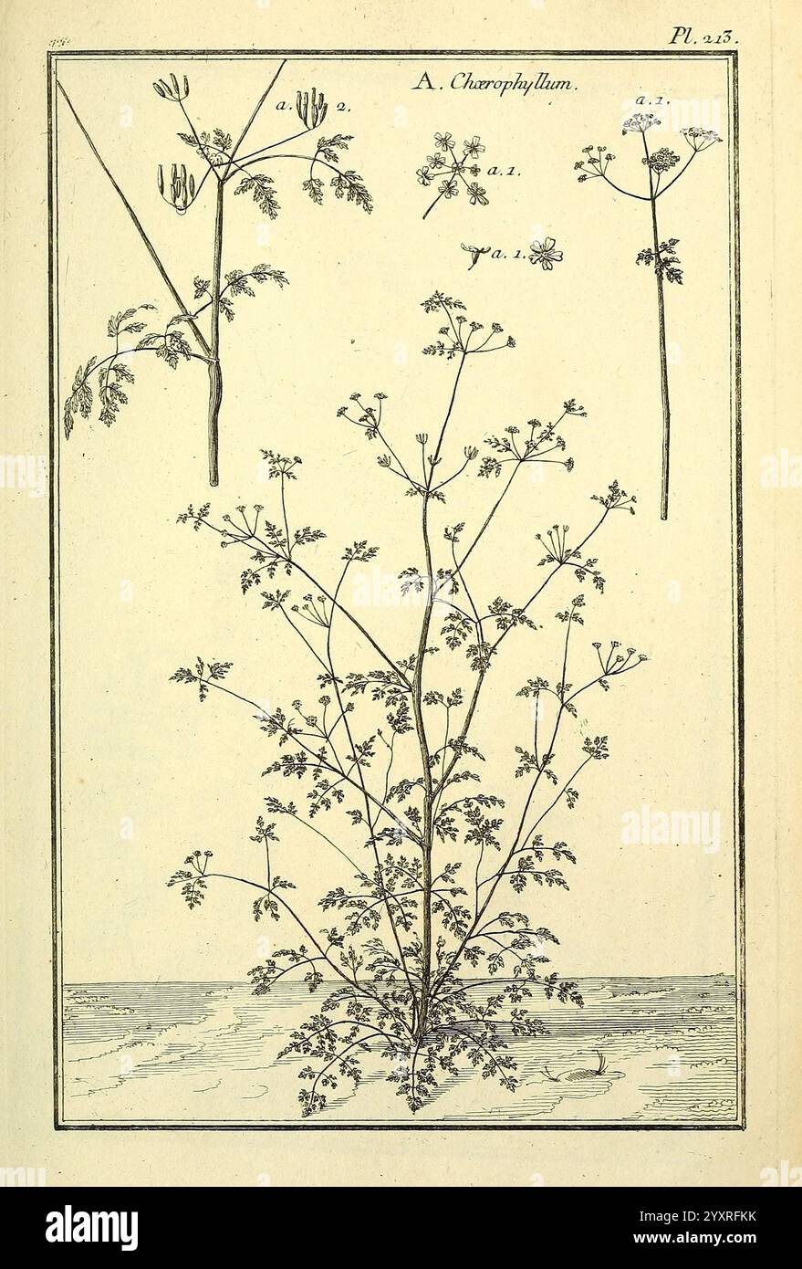 Les Figures des plantes et animaux d'use en medicine, Paris, Desprez, 1764-1765, materia, medica, Bildwerk, Eine botanische Illustration, die verschiedene Stadien einer Pflanze darstellt, die als A. Charophyllum identifiziert wird. Die Hauptfigur zeigt die gesamte Pflanze und hebt ihre zarte Verzweigungsstruktur und die fein geteilten Blätter hervor. Oben zeigen zwei kleinere Abbildungen bestimmte Teile, wie die Blütenstände und die Samenbildung, und bieten detaillierte Ansichten zur Identifizierung und Untersuchung. Die Zusammensetzung unterstreicht die komplizierte Natur des Wachstums und der Morphologie der Pflanze und dient als wertvolles r Stockfoto