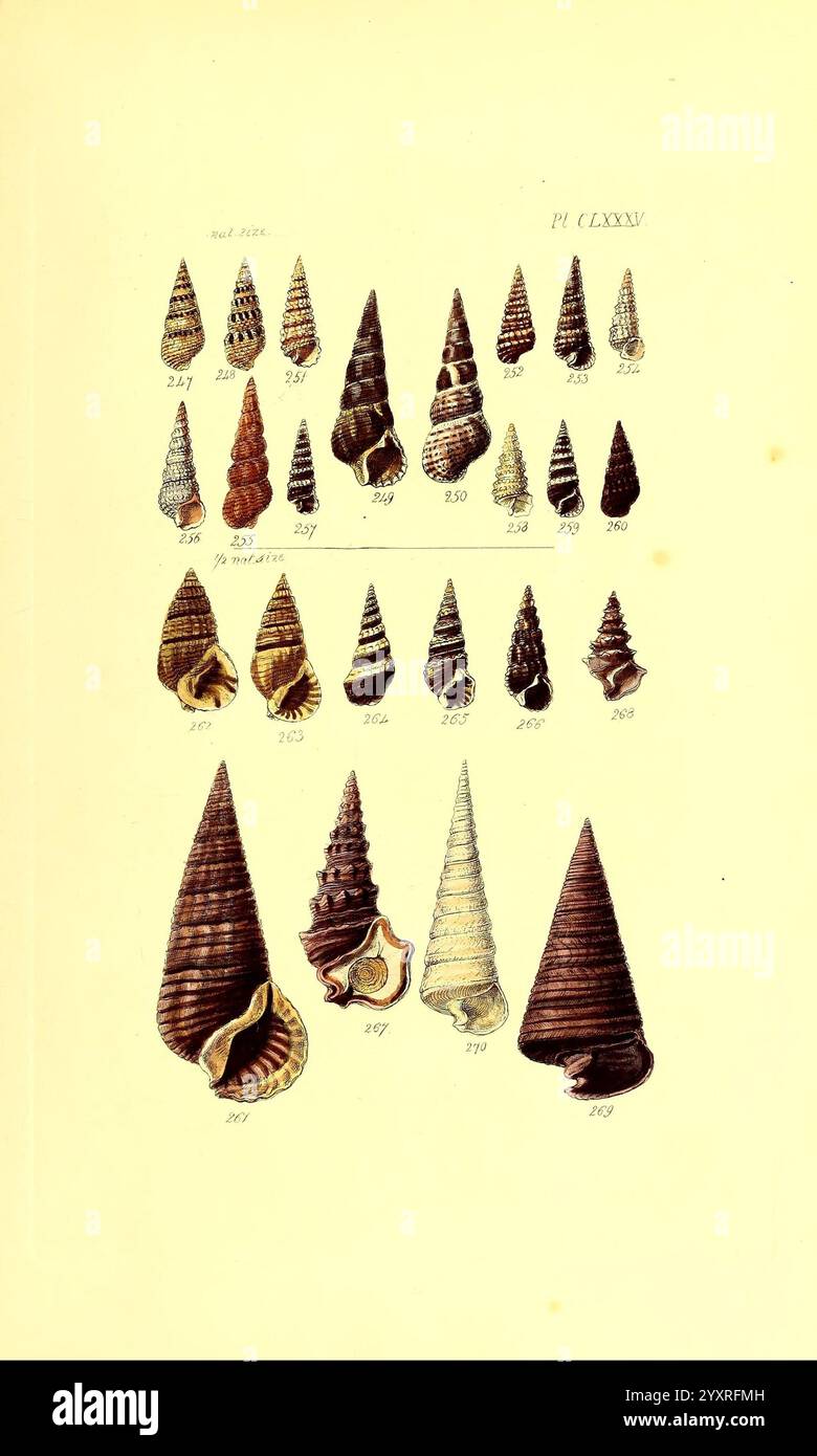 Thesaurus conchyliorum, oder Monographien der Genera of Shells, London, Sowerby, 1847-1887, Mollusks, Pictorial Works, Shells, Eine Sammlung aufwändig gestalteter Muscheln, die in verschiedenen Formen und Größen ausgestellt sind. Jede Schale verfügt über einzigartige Muster, Texturen und Farben, die die Vielfalt der Meereslebewesen verdeutlichen. Die Schalen sind als Referenz nummeriert, mit Beschriftungen, die verschiedene Arten hervorheben. Das Arrangement stellt eine systematische Untersuchung dieser natürlichen Formen dar und veranschaulicht ihre Schönheit und Komplexität. Stockfoto