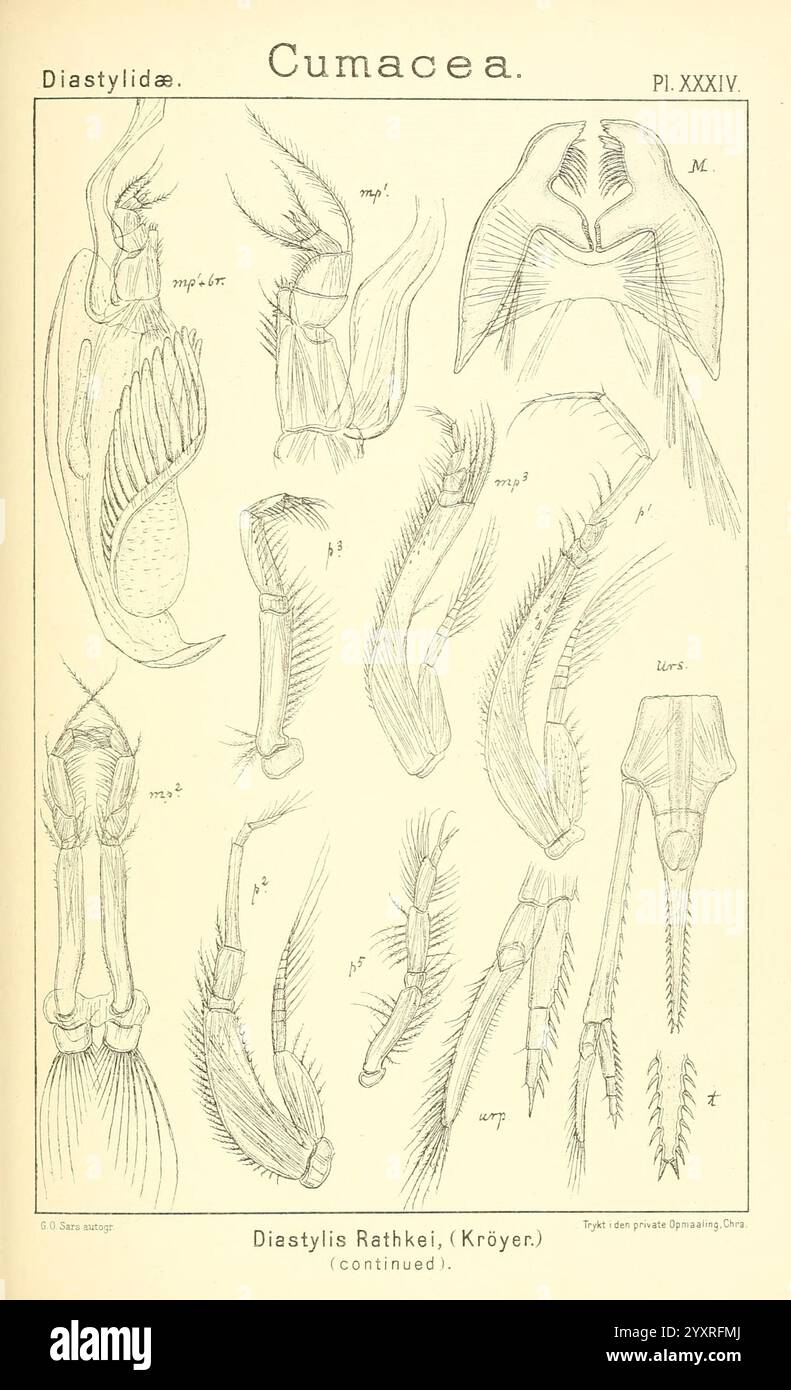 Ein Bericht über die Krustentiere von Norwegen, Christiania, A. Cammermeyer, 1895-1928, Krustentiere, Norwegen, Krebstiere, die Abbildung zeigt detaillierte anatomische Zeichnungen verschiedener Krebstierarten der Cumacea-Ordnung. In jedem Diagramm werden bestimmte Körperteile wie Antennen, Gliedmaßen und Mundteile hervorgehoben, die mit numerischen Beschriftungen versehen sind. Das Kunstwerk zeigt die Komplexität der Morphologie dieser Organismen und betont Merkmale wie segmentierte Körper, spezielle Anhängsel und einzigartige Strukturen, die bei ihrer Anpassung an aquatische Umgebungen helfen. Die Zusammensetzung ist Methode Stockfoto