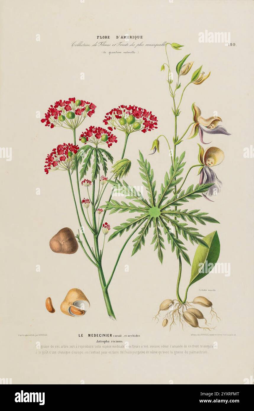 Flore d'Amérique, Paris, Gihaut 1843-1846, Amerika, Bildwerke, Pflanzen, Jatropha ricinus, Etienne Denisse, 0, Jatropha ricinus, eine botanische Illustration mit einer lebendigen Darstellung von Pflanzen, die ihre komplizierten Details zeigen. Die zentrale Pflanze, bekannt für ihre zarten Gruppen kleiner roter Blüten, wird durch üppig grüne Blätter mit einer fein geteilten Struktur ergänzt. Um sie herum befinden sich weitere Elemente, darunter verschiedene Formen von Samenkapseln und Wurzeln, die die Fortpflanzungsstadien und das Wachstum der Pflanzen hervorheben. Diese Zusammensetzung unterstreicht die Vielfalt der Flora, wobei jede Art dargestellt wird Stockfoto