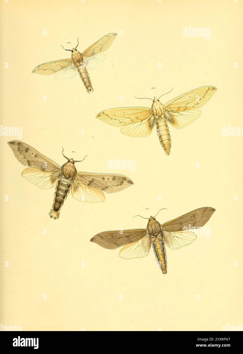 Sammlung neuer oder wenig bekannter aussereuropäischer Schmetterlinge, Bd.. 1, Regensburg, G. J. Manz, 1850/1858 [d. h. 1858-1869], Universität, Ernst, Lepidoptera, Mayr, Bibliothek, Bildwerke, Harvard zeigt die Abbildung eine Vielzahl von Motten, die alle detailliert mit präzisen anatomischen Merkmalen versehen sind. Es werden vier verschiedene Arten gezeigt, die ihre einzigartigen Flügelmuster und Körperstrukturen hervorheben. Die Falter sind so angeordnet, dass sie ihre Unterschiede in Größe, Farbe und komplizierten Markierungen betonen und so Entomologiebegeisterten eine lehrreiche Sicht bieten. Die zarten Linien und weichen Farbtöne verleihen dem natürlichen Charakter Ausdruck Stockfoto