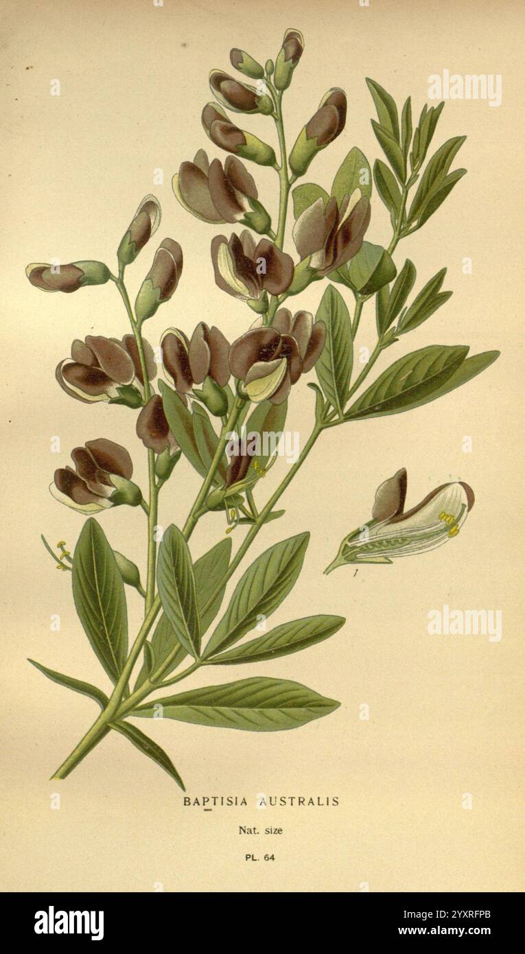 Lieblingsblumen des Gartens und Gewächshauses London und New York Frederick Warne & Co. 1896-97 Frankreich 19. Jahrhundert Icônes Floriculture Chromolithographie Baptisia australis Pflanzen Zierpflanzen RBGE zeigt diese Illustration Baptisia australis, allgemein bekannt als blauer Falschindigo, und zeigt seine unverwechselbare Blütenstruktur. Die Pflanze weist längliche, grüne Blätter auf, die fein geteilt sind. Über diesen Blättern sind dunkelviolette bis schwärzliche Blüten dargestellt, die sich durch ihre einzigartige Form und Anordnung auszeichnen. Die detailreiche Darstellung hebt die zarten und schlanken Blütenblätter hervor, mit einem Stockfoto