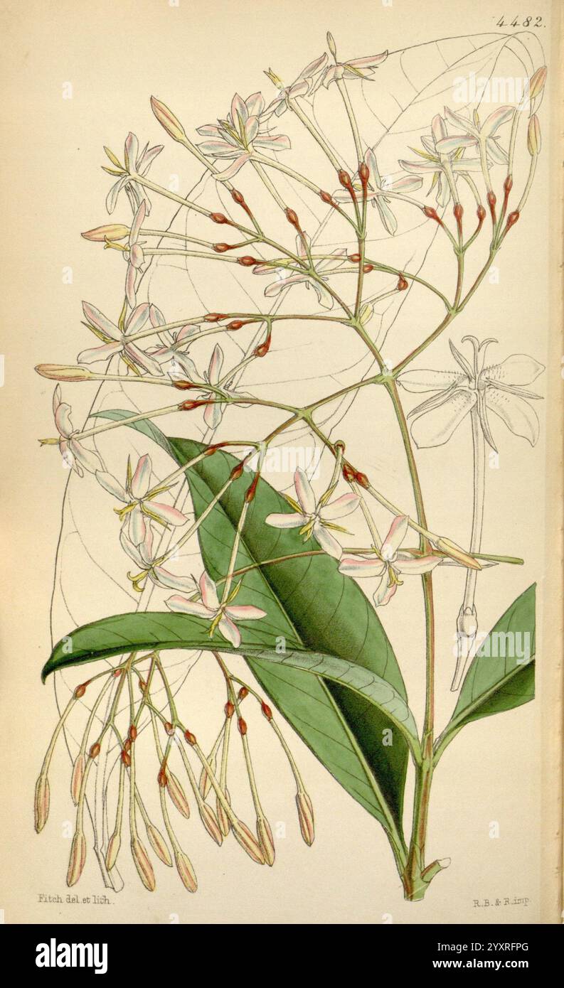 Curtis's Botanical Magazine, London, New York, Botanik, Zeitschriften, malerische Werke, Curtis, Eine wunderschöne botanische Illustration, die eine Gruppe von zarten Blumen zeigt, die in anmutiger Form angeordnet sind. Die Blüten zeichnen sich durch ihre schlanken, langgezogenen Blütenblätter und ihre dezente Färbung aus und sind detailreich und betonen die feinen Linien und Texturen. Lange, dünne Stiele unterstützen die Blüten, während üppig grüne Blätter einen lebendigen Hintergrund bilden. Jeder Teil der Pflanze ist akribisch dargestellt und zeigt die botanische Genauigkeit und Kunstfertigkeit der Illustration. Die gesamte Komposition erfasst den Stockfoto