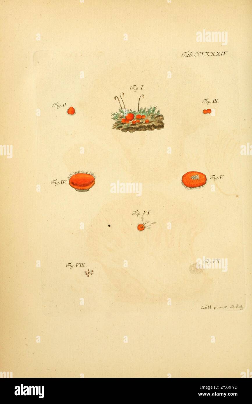 Fungorum qui in Bavaria et Palatinatu circa Ratisbonam nascuntur icones, nativis coloribus expressae. Erlangae, apud J.J. Palmium, 1800. Deutschland, Bayern, Pilze, Bildwerke, diese Illustration zeigt eine Sammlung botanischer Exemplare, die verschiedene Formen und Strukturen von Pflanzen zeigen. In der Mitte wird eine Gruppe von runden, leuchtenden rot-orangen Kreisformen präsentiert, die wahrscheinlich Obst- oder Blumenteile darstellen. Um diese Hauptfigur herum befinden sich kleinere Darstellungen, die jeweils mit römischen Zahlen beschriftet sind und verschiedene Winkel oder Variationen des Hauptexemplars hervorheben. Die detaillierte Darstellung Stockfoto