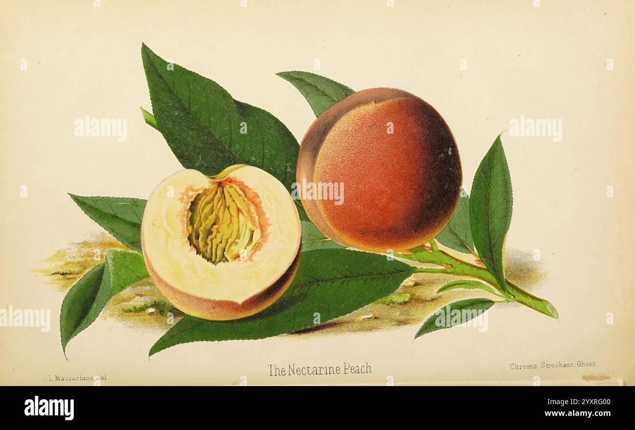 Der Florist und Pomologe. London, Journal of Horticulture Office, 1863-1879., Eine Nahaufnahme eines üppigen Pfirsichpfirsichs mit samtigem Äußeren in Orange- und Rottönen. Die Frucht wird von grünen Blättern begleitet, die ihre Frische betonen. Zusätzlich offenbart ein halber Pfirsich sein cremiges Fruchtfleisch und die markante Grube, was einen genaueren Blick auf seine saftige Textur einlädt. Der Hintergrund deutet auf eine natürliche Umgebung hin, die die Gesamtdarstellung dieser herrlichen Frucht unterstreicht. Stockfoto