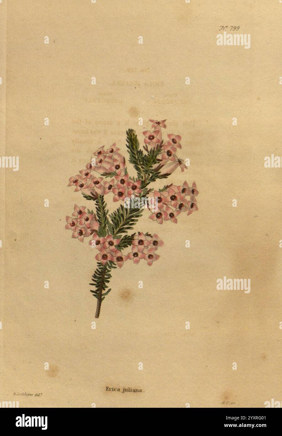 Das Botanische Kabinett, London, John, und, Arthur, Arch, 1817-1833, Eine zarte botanische Illustration mit einem Zweig von Erica philippens, die kleine rosa Blüten mit dunklen Zentren zeigt. Der Zweig ist mit schmalen grünen Blättern verziert, was die gesamte Ästhetik der Komposition unterstreicht. Unter der Abbildung ist der Name „Erica philippens“ eingeprägt, der die dargestellte Art angibt. Der Hintergrund hat eine weiche Textur, die die Aufmerksamkeit auf die komplizierten Details der Blumen und des Laubs lenkt. Stockfoto