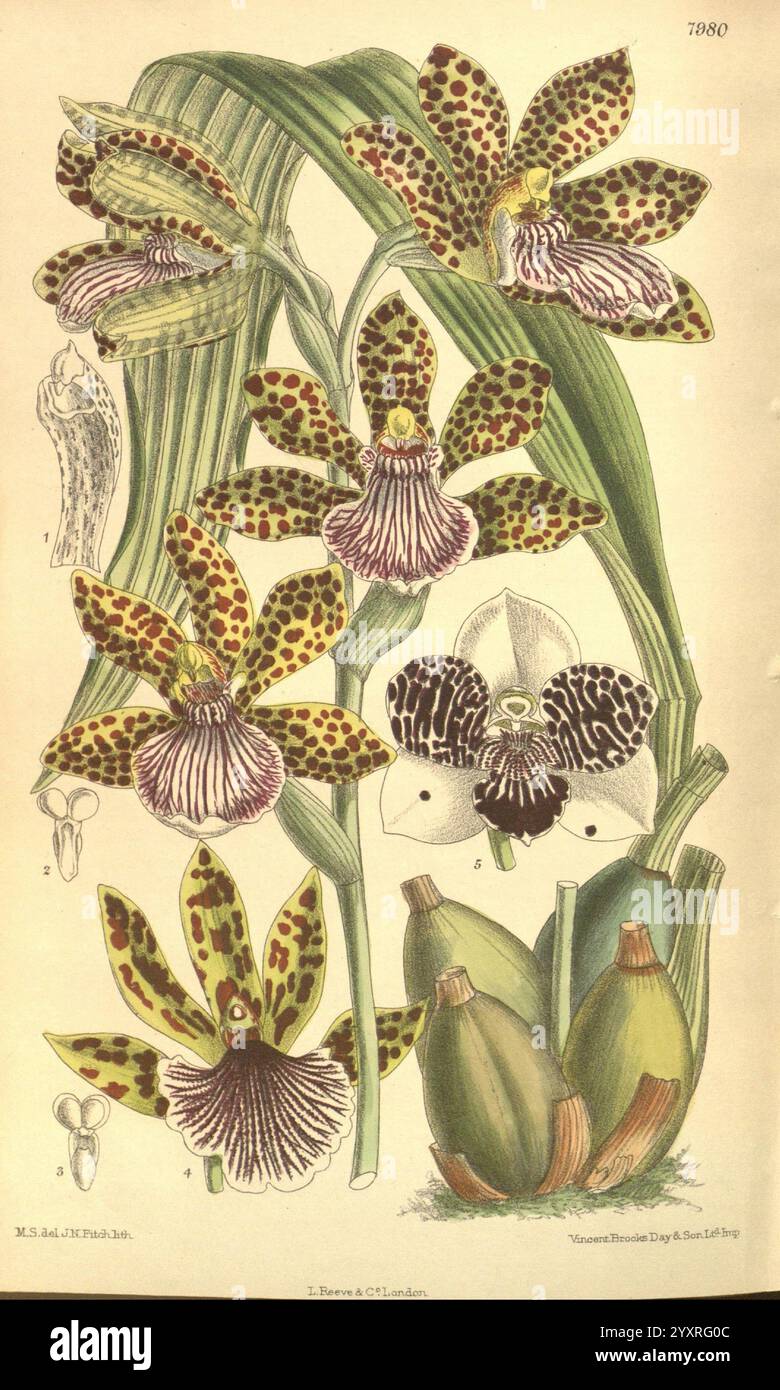 Curtis's Botanical Magazine London New York Botanical Illustration Botany Periodicals Pictorial Works Plants Ornamental Curtis, die Illustration zeigt eine Reihe von detaillierten Orchideen, die sich durch ihre einzigartigen gefleckten Muster und lebendigen Strukturen auszeichnen. In der Mitte sind mehrere Blüten mit markanten Blütenblättern und markanten Markierungen dargestellt, die die Aufmerksamkeit auf ihre exotische Schönheit lenken. Die Blumen umgeben sich von langen Blättern, die einen üppigen grünen Farbton aufweisen, der sich von den komplizierten Designs der Blütenblätter abhebt. Zusätzlich enthält die Komposition botanische Elemente wie Stockfoto