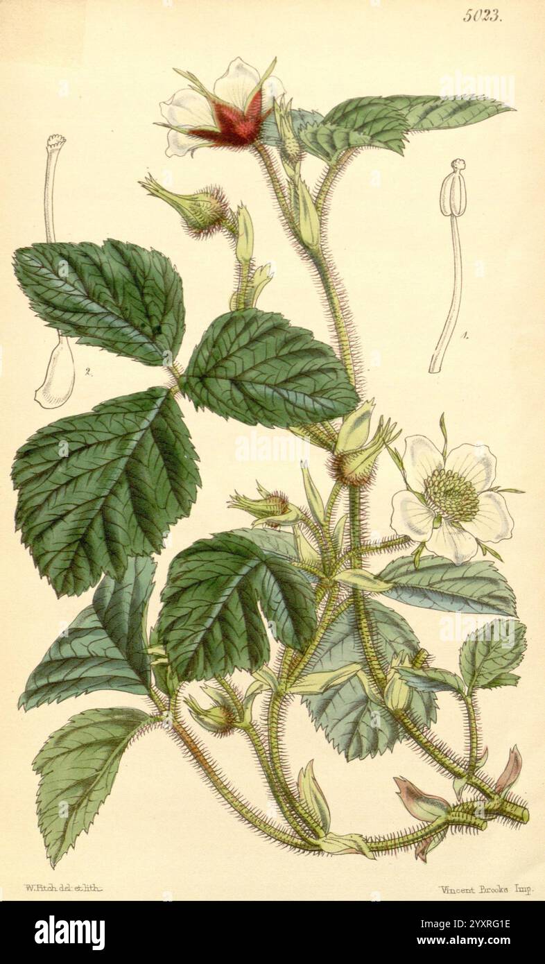 Curtis's Botanical Magazine London New York etc Botanische Illustration Botanik Zeitschriften Bildwerke Pflanzen Ornamental Curtis, Eine botanische Illustration mit einer detaillierten Darstellung einer Erdbeerpflanze, die ihre charakteristischen gezackten Blätter, zarten weißen Blüten und unreifen grünen Beeren zeigt. Die Zusammensetzung unterstreicht die komplizierte Struktur der Pflanze, einschließlich ihrer blühenden Stämme und der jungen Frucht. Jedes Element wird akribisch dargestellt, was die natürliche Schönheit und biologische Komplexität der Erdbeerarten unterstreicht. Die Abbildung enthält nummerierte Referenzen Stockfoto