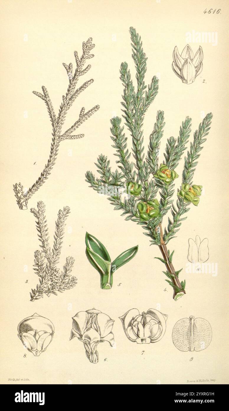 Curtis's Botanical Magazine London New York etc Botanische Illustration Botanik Zeitschriften Bildwerke Pflanzen Ornamental Curtis, die Illustration zeigt eine Sammlung botanischer Exemplare, die verschiedene Teile einer Pflanze zeigen. Hervorzuheben sind Zweige mit nadelförmigen Blättern und Gruppen grüner Samenkapseln. Die Abbildung wird von detaillierten Strichzeichnungen der Blumen und Samen der Pflanze begleitet, die ihre Struktur hervorheben. Nummerierte Etiketten entsprechen den verschiedenen Elementen, wie dem Rahmen der Pflanze, Nahaufnahmen der Blüten in verschiedenen Blütestadien und der Samenkapsel c Stockfoto