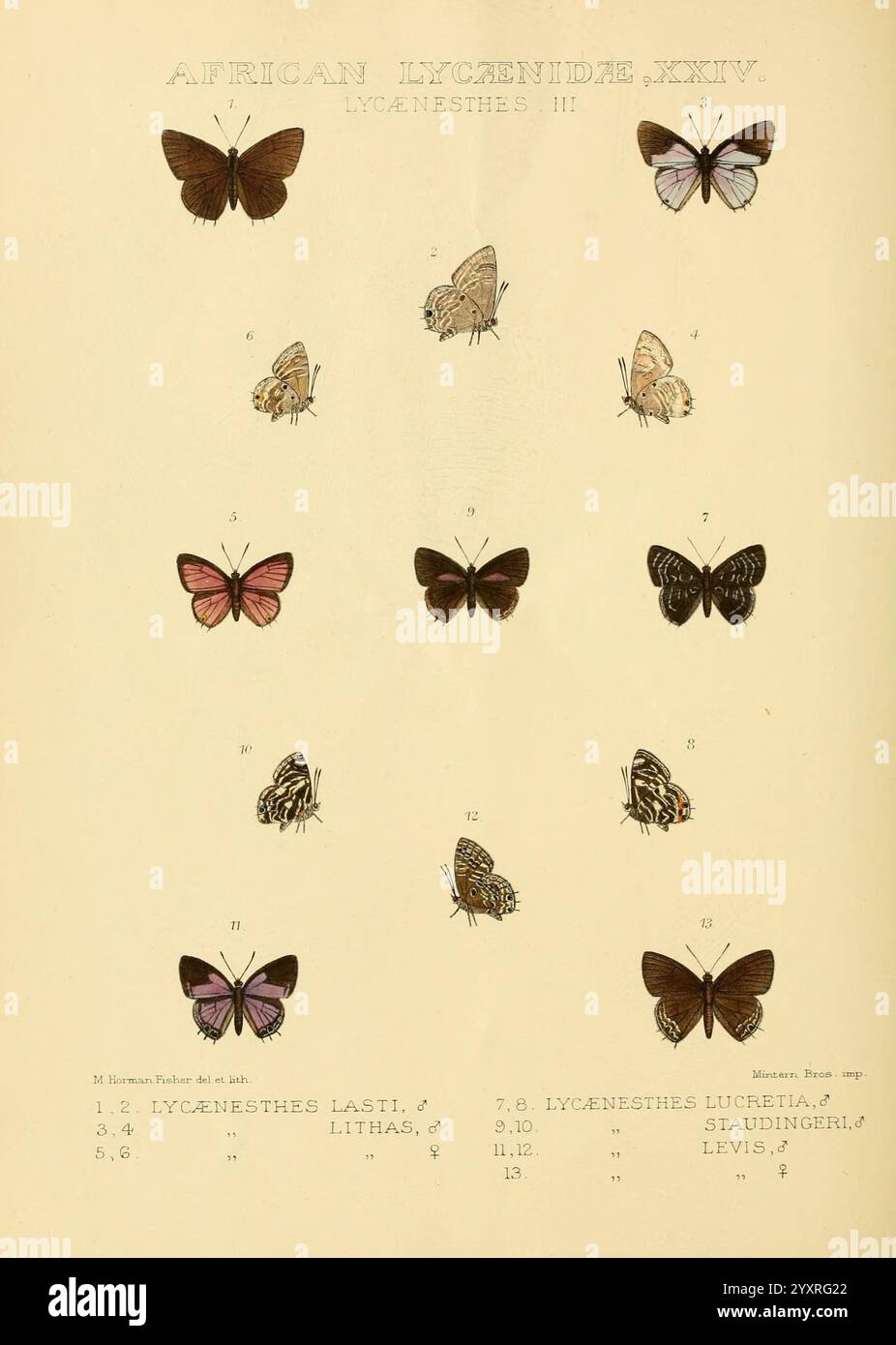 Rhopalocera exotica London, Gurney & Jackson, 1887-1902, Schmetterlinge, Schmetterling, maud, Horn, man, fisher, Eine Sammlung detaillierter Illustrationen, die verschiedene Arten von Lycaenidae-Schmetterlingen aus Afrika zeigen, nummeriert und zur Identifizierung gekennzeichnet. Jeder Schmetterling wird in realistischem Stil dargestellt, mit komplizierten Mustern und leuchtenden Farben. Das Arrangement bietet eine vielfältige Auswahl an Schmetterlingen, einschließlich Variationen in Größe, Flügelform und Farbe, die die reiche Artenvielfalt innerhalb dieser Familie hervorheben. Der obere Abschnitt enthält kleinere Arten, während die größeren die Lo dominieren Stockfoto