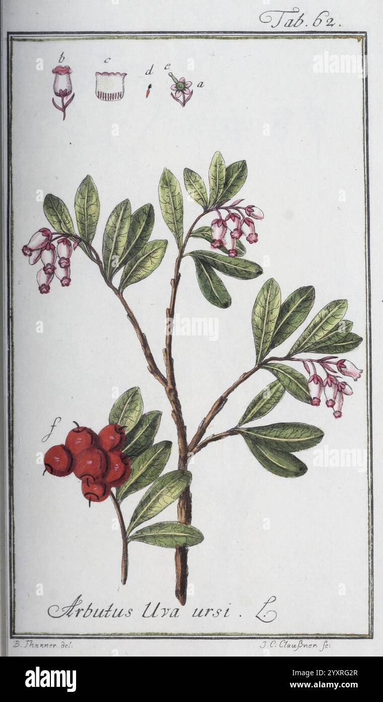 Icones Plantarum Medicinalium, Nürnberg, auf Kosten der Raspischen Buchhandlung, 1779-1790, Botanik, Medizin, Bildwerke, eine botanische Illustration mit der Pflanze Arbutus Uva-Ursi, allgemein bekannt als Bärenbeere. Das Bild zeigt eine detaillierte Darstellung des Stammes, der Blätter und der Früchte der Pflanze. Die Blätter sind üppig und oval, abwechselnd entlang des Stiels angeordnet. Zarte rosafarbene glockenförmige Blüten sind oben in Gruppen zu sehen, während darunter leuchtend rote Beeren hängen. Die Abbildung enthält oben Beschriftungen, die Referenzen für die Teile der Anlage enthalten. Ein klassischer und informativer D Stockfoto