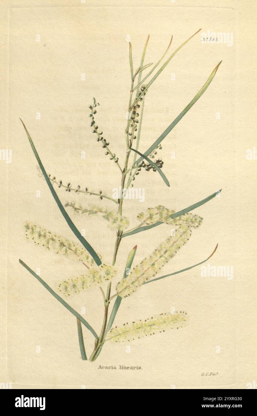 The Botanical Cabinet London John Arthur Arch 1817-1833.jpg, Eine botanische Illustration mit der Pflanze Acacia linearis. Das Bildmaterial zeigt schlanke grüne Blätter, die gestreckt und elegant angeordnet sind. Auffällige Blumenspitzen sind abgebildet, die kleine, weiße Blüten zeigen, die der Komposition einen zarten Touch verleihen. Das Gesamtlayout hebt die einzigartige Struktur der Pflanze hervor und betont sowohl ihre Laub- als auch ihre Blüteneigenschaften und bietet eine detaillierte Darstellung ihrer natürlichen Schönheit und Form. Stockfoto