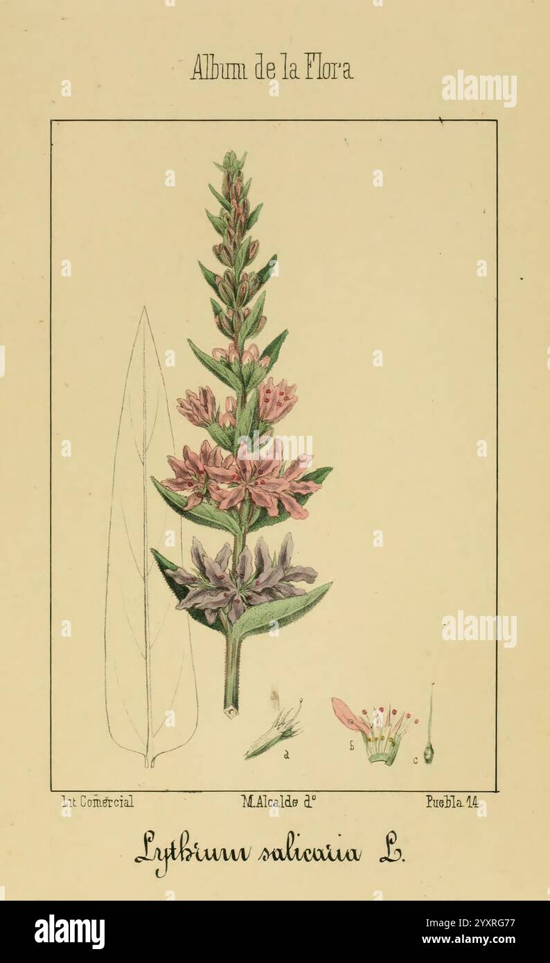 Album de la Flora, Médico, Farmacéutica, Industrial, Indígena, Exótica Madrid, Impr. De la Galeria literaria, 1862-64. Botanik, Wirtschaft, Heilpflanzen, Pictorial Works, The New York Botanical Garden, Malcalde, eine Illustration von Lythrum salicaria, allgemein bekannt als Purple loosestrife. Die Pflanze ist mit ihrem hohen Stiel dargestellt, der mit leuchtend violetten Blüten verziert ist, die einen Farbverlauf aufweisen. Die detailreiche Darstellung hebt die zarten Blütenblätter und die Anordnung der Blumen hervor und zeigt die botanischen Feinheiten. Auf der linken Seite ist ein einzelnes längliches Blatt abgebildet, das zur Verfügung stellt Stockfoto