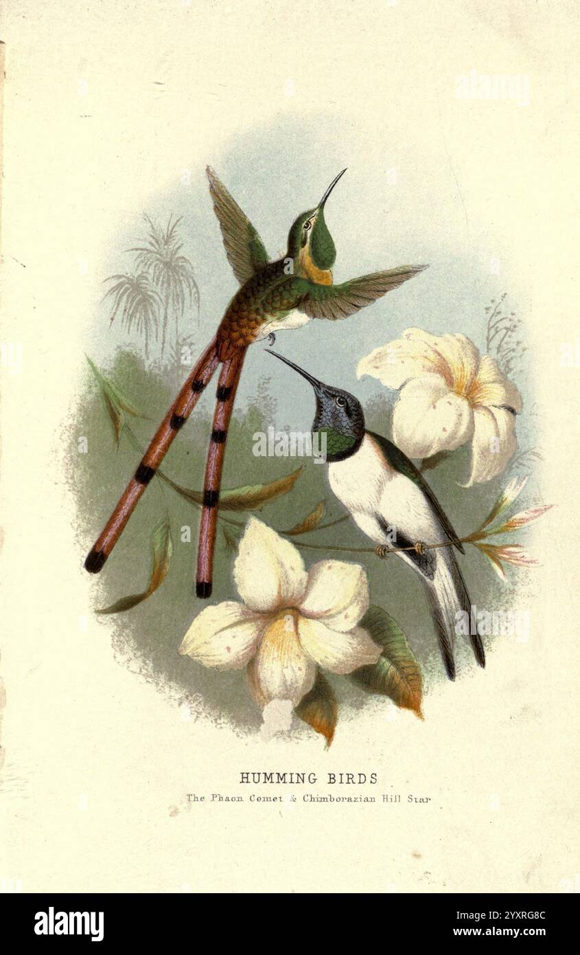 Schön, Vögel, in, fern, Land, London, Nelson, 1872, Birds, Cometes Phaon, Sappho Sparganurus, Rotschwanzkomet, Phaonkomet, Ornithologie, Kolibris, die Abbildung zeigt zwei Kolibris, die sich zwischen zarten weißen Blumen erheben. Der erste Vogel mit schillerndem grünem Gefieder und auffälligen langen Schwanzfedern wird in der Mitte des Fluges gesehen und zeigt seine leuchtenden Farben. Der zweite Kolibri, kleiner und in kontrastierendem Schwarz-weiß-Aussehen, thront ruhig und zeigt seine schlanke Form. Die Vögel umgeben sich in einer weichen, grünen Umgebung, die die Ruhe der Szene, Cap, verstärkt Stockfoto