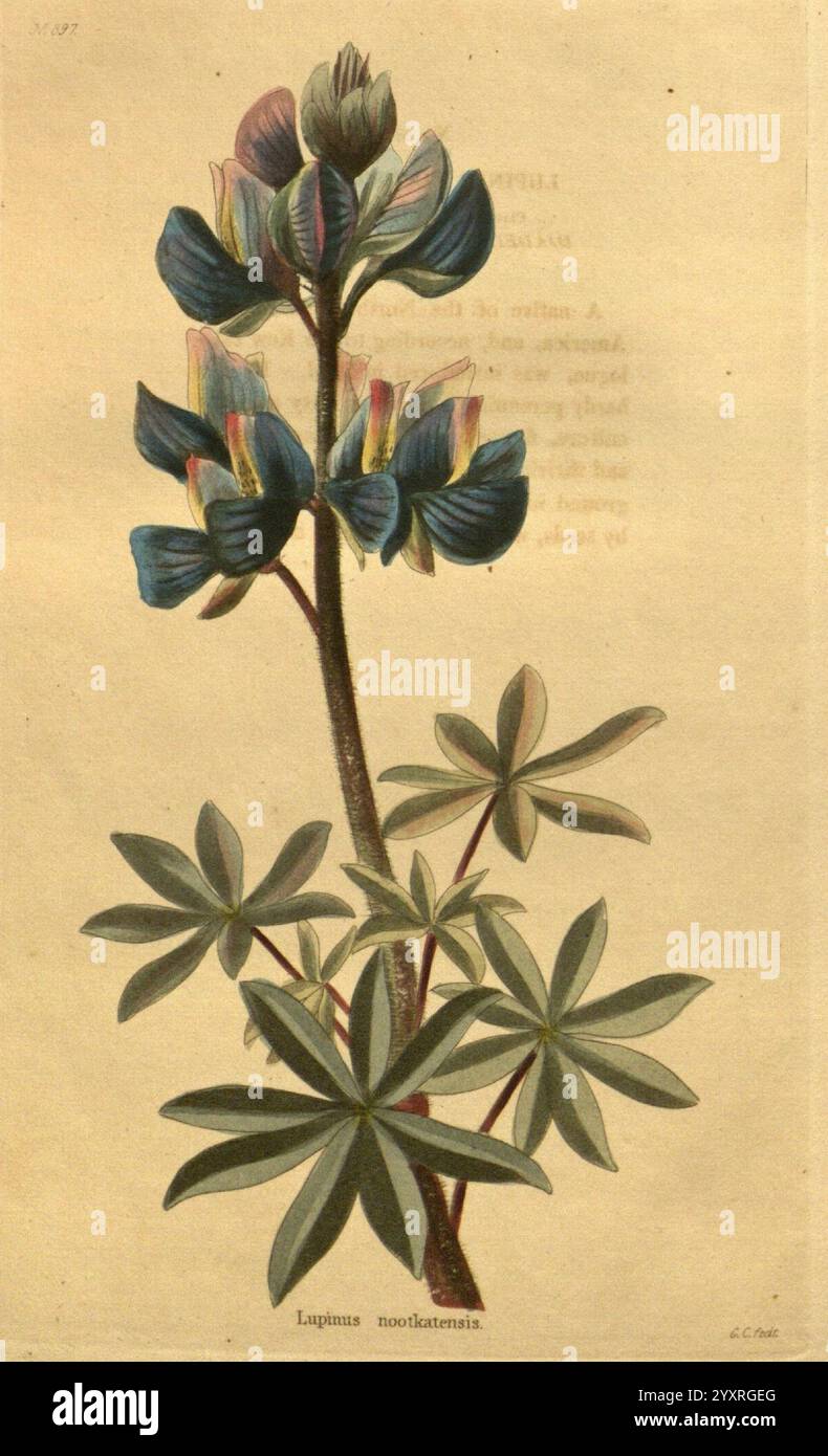The Botanical Cabinet, London, John & Arthur Arch, 1817-1833, die Illustration zeigt eine lebhafte Darstellung des Lupinus monticola, allgemein bekannt als Berglupine. Es zeigt eine Gruppe von auffälligen, tiefblauen Blüten, die in ihren Blütenblättern violett und cremefarben wirken und in einem anmutigen Stachel angeordnet sind. Das Laub besteht aus palmatartig zusammengesetzten Blättern mit mehreren Blättern, die von einem zentralen Punkt aus ausstrahlen und eine satte grüne Farbe zeigen. Der Hintergrundtext enthält botanische Details, während das Kunstwerk die zarte Struktur und Schönheit der Pflanze betont und sowohl ihr florales A veranschaulicht Stockfoto