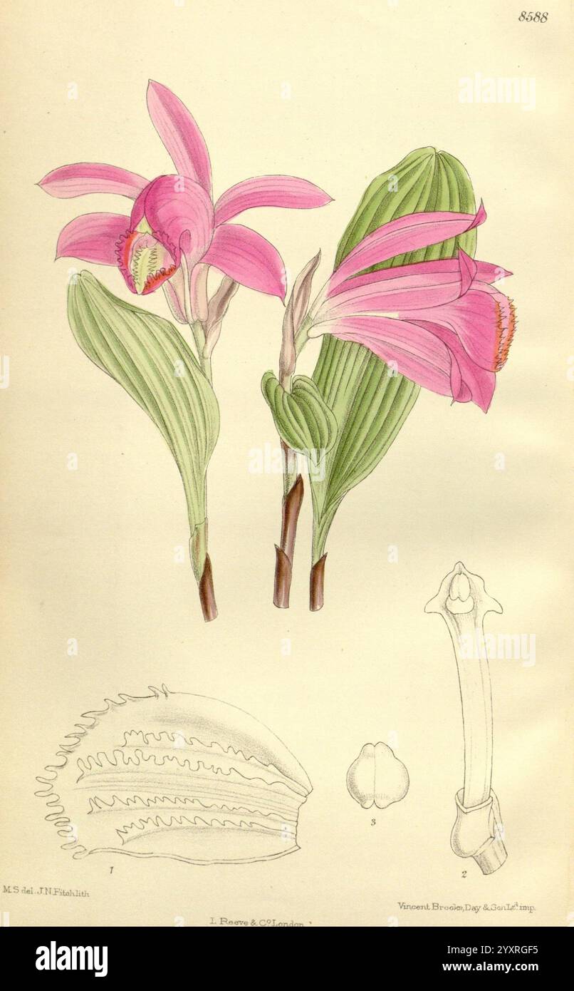 Curtis's Botanical Magazine London New York etc Botanische Illustration Botanik Zeitschriften Bildwerke Pflanzen Ornamental Curtis, die Illustration zeigt eine lebendige Darstellung von zwei rosa Orchideen mit ihren komplizierten Blütenblättern und satten Farben. Jede Blume ist prominent positioniert, mit detaillierter Aufmerksamkeit auf ihre einzigartigen Strukturen, einschließlich der charakteristischen Lippe und Antheren. Unterhalb der Blüten bietet eine Bleistiftzeichnung eine wissenschaftliche Perspektive und hebt die botanischen Details wie die Anatomie der Blüte und ihre Fortpflanzungsteile hervor. Diese Komposition betont die Eleganz und Stockfoto