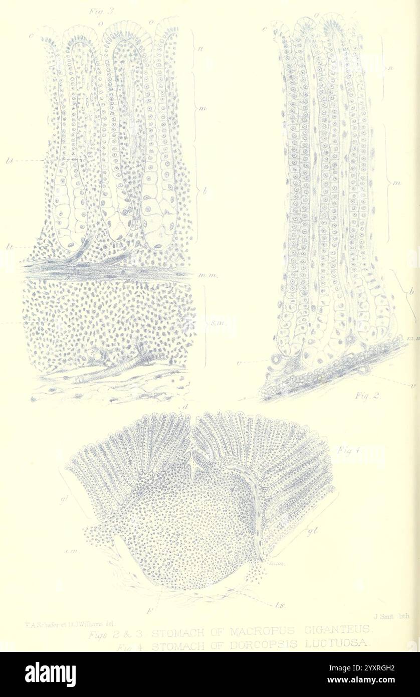 Die Illustration zeigt mehrere detaillierte Ansichten der Magenstrukturen, die im Magen eines bestimmten Meeresorganismus gefunden wurden, beschrieben als Doropsis luctuosa. Der erste Abschnitt zeigt die histologischen Schichten und zeigt die Anordnung der Epithelzellen und Drüsen. Die zweite Ansicht konzentriert sich auf die Organisation der Magenschleimhaut und betont die komplizierten Falten und Projektionen, die die Verdauung unterstützen. Die dritte Perspektive bietet einen umfassenderen Überblick über die allgemeine Morphologie des Magens, Capturin Stockfoto