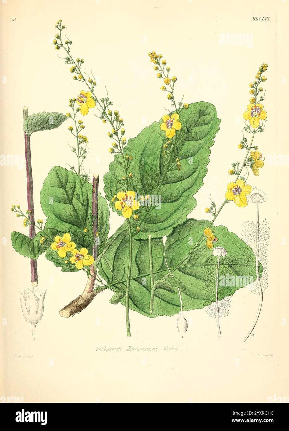 Icones florae Germanicae et Helveticae simul Pedemontanae Tirolensis Istriacae Dalmaticae Austriacae Hungaricae Transylvanicae Moravicae Borussicae Holsaticae Belgicae Hollandicae ergo Mediae Europae Lipsiae F. Hofmeister 1834-1912 [v. 1, 1850] Europa Bildwerke Pflanzen, die Abbildung zeigt eine detaillierte botanische Studie der Pflanze *Echium ramosimum*. Deutlich sichtbar sind breite grüne Blätter mit glatter Textur, die sich durch ihre große Größe und gezackte Kanten auszeichnen. Die Blätter flankieren zarte gelbe Blüten mit komplizierten Blütenblättern, die aus den schlanken Stielen, dem Showcasin, hervorgehen Stockfoto