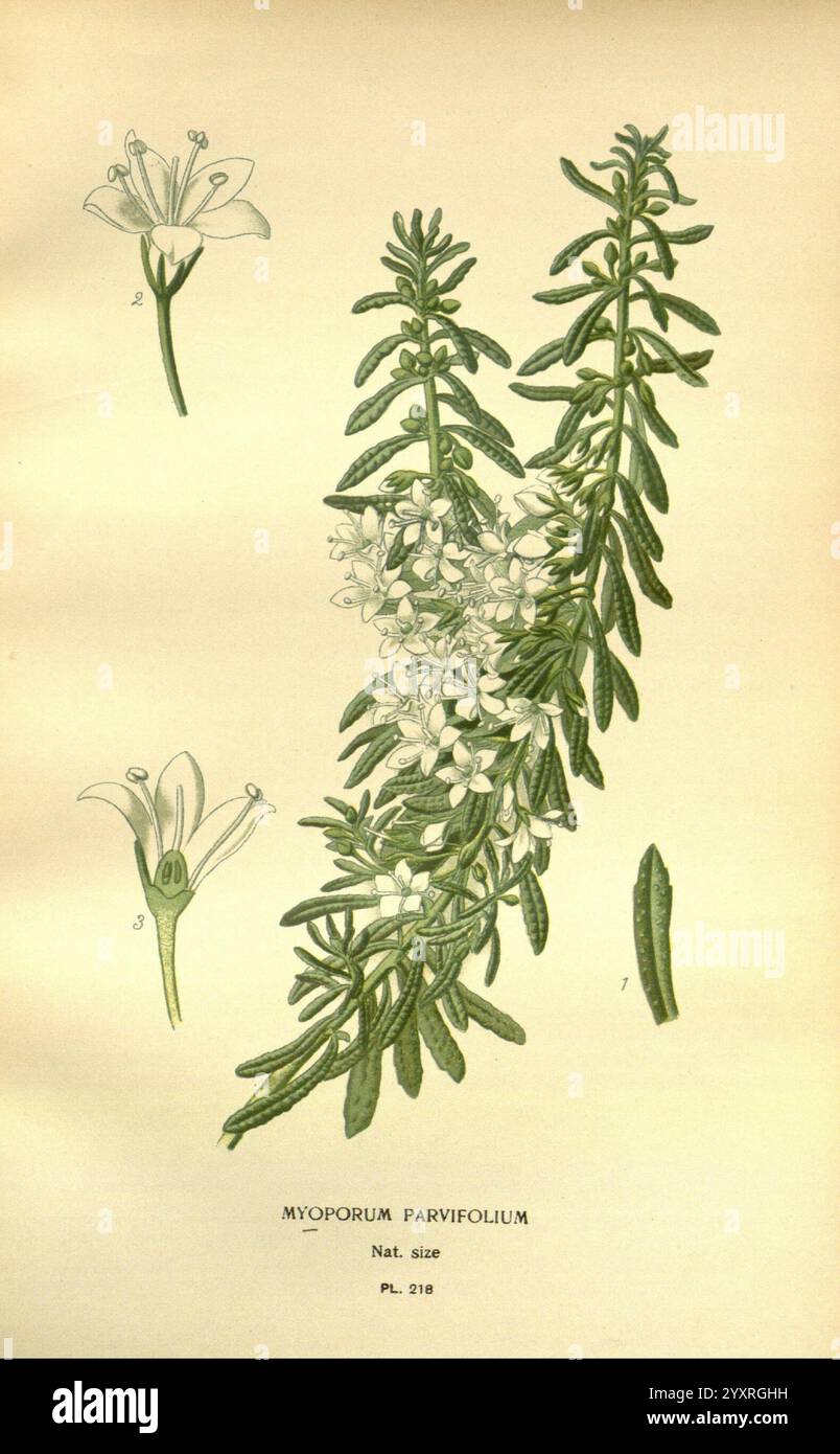Lieblingsblumen von Garten und Gewächshaus, London und New York, Frederick warne & Co, 1896-97, Frankreich, 19. Jahrhundert, Ikonen, Blumenzucht, Chromolithographie, Pflanzen ornamental, Myoporum parvifolium, Eine botanische Illustration, die Myoporum parvifolium zeigt, eine blühende Pflanze, die für ihre immergrünen Eigenschaften bekannt ist. Die Zeichnung zeigt eine detaillierte Darstellung der langen, schmalen Blätter der Pflanze, die gegensätzlich entlang des Stängels angeordnet sind. Deutlich sichtbar sind kleine, weiße Blüten mit fünf Blütenblättern sowie einzelne Blüten mit numerischen Referenzen. Die Natu Stockfoto