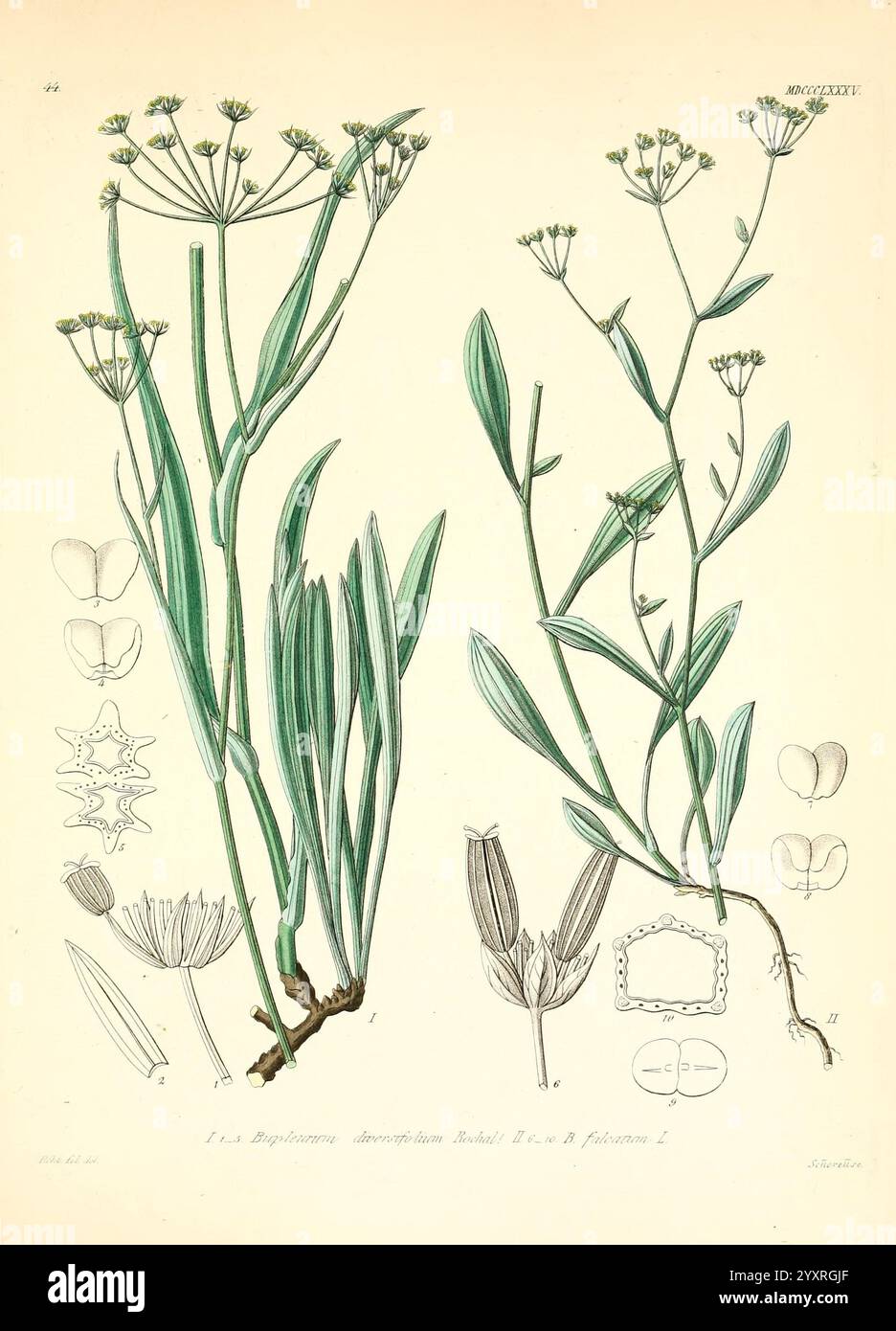 Icones florae Germanicae et Helveticae, Simul Pedemontanae, Tirolensis, Istriacae, Dalmaticae, Austriacae, Hungaricae, Transylvanicae, Moravicae, Borussicae, Holsaticae, Belgicae, Hollandicae, ergo Mediae Europae. Lipsiae, F. Hofmeister 1834-1912. [v. 1, 1850], Europa, Bildwerke, Pflanzen, die Abbildung zeigt verschiedene botanische Merkmale der Art *Euphorbia decumbens*, einer krautigen Pflanze, die sich durch ihre schlanken, langgestreckten Stämme und zahlreiche grüne Blätter auszeichnet. Hervorzuheben im Bild sind detaillierte Darstellungen blühender Blumen, die kleine, komplizierte Strukturen zeigen. Surroundin Stockfoto