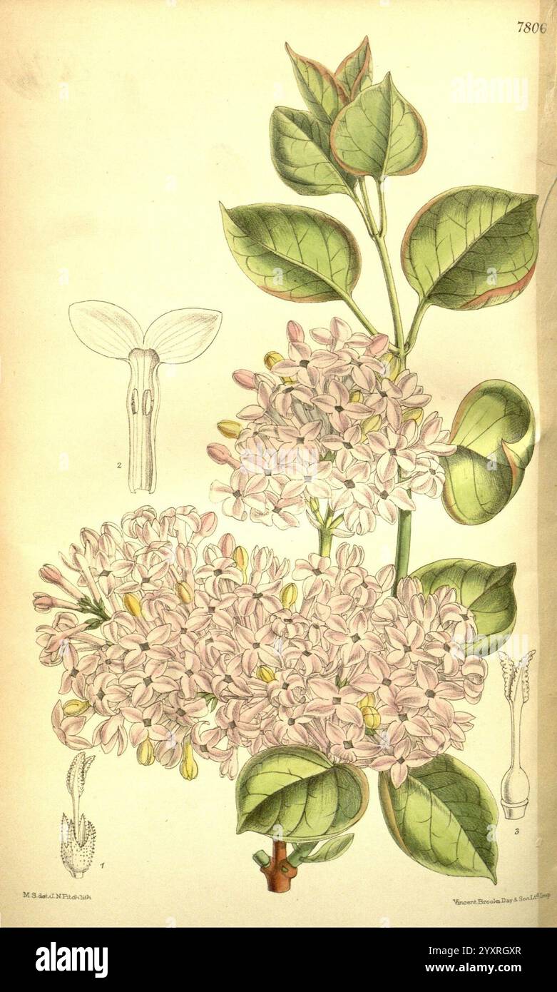 Curtis's Botanical Magazine, London, New York, botanische Illustration, Botanik, Zeitschriften, Bildwerke, Pflanzen ornamental, Curtis, diese Illustration zeigt eine botanische Studie einer blühenden Pflanze, die sich durch ihre zarten Gruppen von kleinen, blassrosa Blüten auszeichnet. Die detaillierte Darstellung umfasst verschiedene Teile der Pflanze: Den Hauptstiel, der mit leuchtend grünen, ovalen Blättern verziert ist, sowie beschriftete Zeichnungen von Blumen und Blumenstrukturen. Das komplizierte Design unterstreicht die Schönheit und Komplexität der Blumenanatomie und bietet den Zuschauern einen informativen Einblick in die Eigenschaften der Pflanze Stockfoto