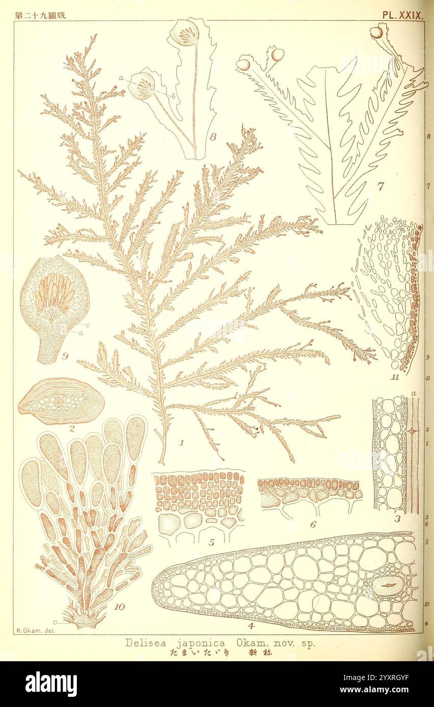 Ikonen japanischer Algen. Tokio, Kazamashobo 1907-1942, Algen, Botanik, Japan, malerische Werke, Delisea japonica, die Illustration zeigt eine detaillierte Platte verschiedener botanischer Exemplare, die eine Reihe von Pflanzenstrukturen darstellen. Oben befinden sich mehrere Blütenknospen und reife Blüten, die ihre einzigartigen Formen zeigen. Unten zeigen mehrere komplizierte Fronden feine anatomische Details des Laubs, die möglicherweise zu einer bestimmten Spezies wie *Delissea japonica* gehören. Verschiedene Pflanzenteile sind mit Zahlen gekennzeichnet, die verschiedene Merkmale für die Untersuchung anzeigen, einschließlich kleiner Zellstrukturen und Kreuz Stockfoto